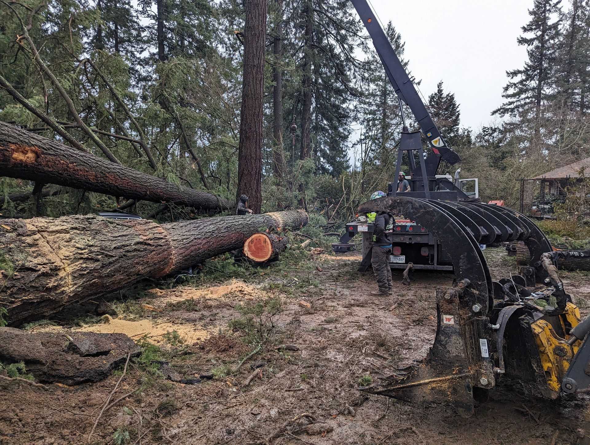 Logging machine cutting a fallen tree in a forest, with large logs stacked nearby.