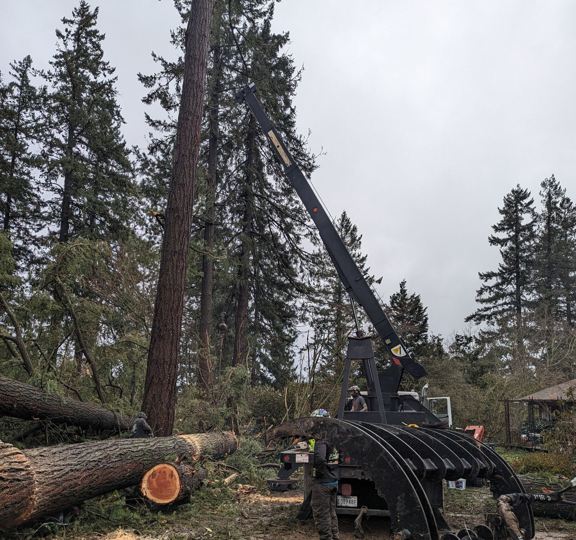 Tree service crew using a crane to lift logs in a forest clearing, with cut trunks and tall pines nearby.