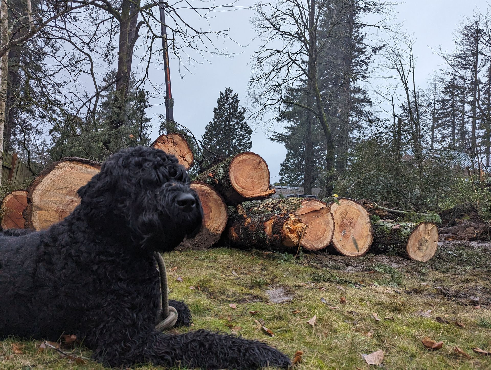 Black dog sitting on grass in front of stacked cut logs in a wooded area