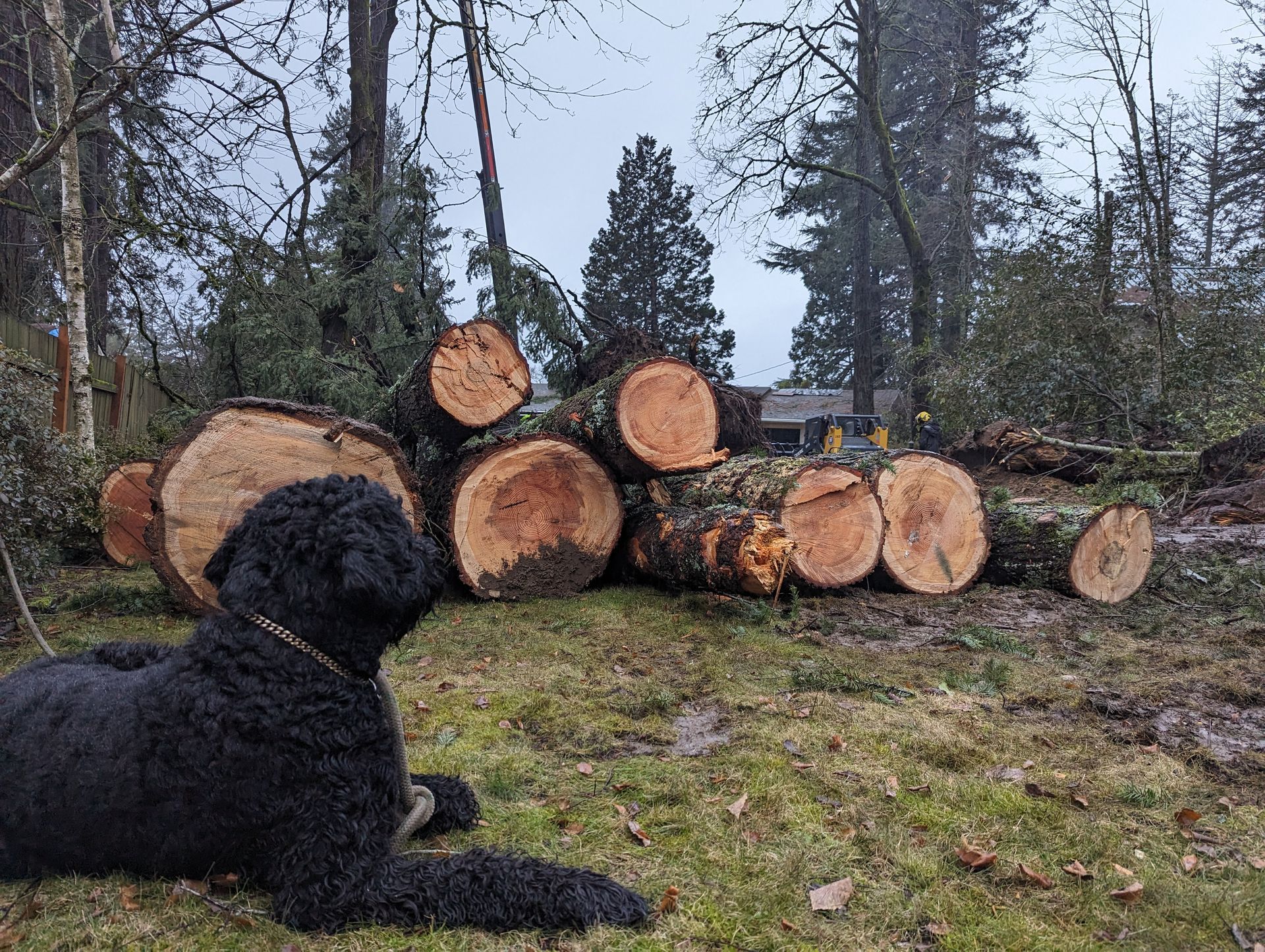 Black dog lying in front of stacked cut logs in a wooded yard