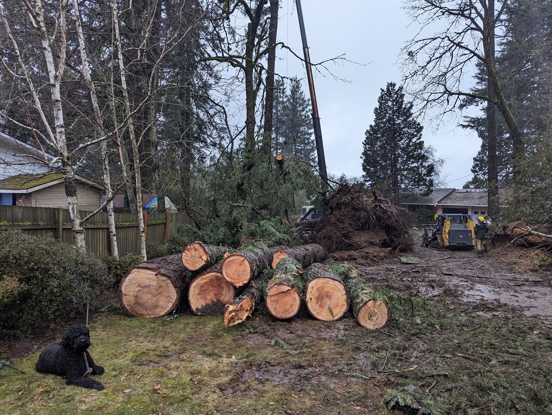 A yard with cut logs stacked on grass, a black dog sitting left, and a muddy driveway with a truck in back.