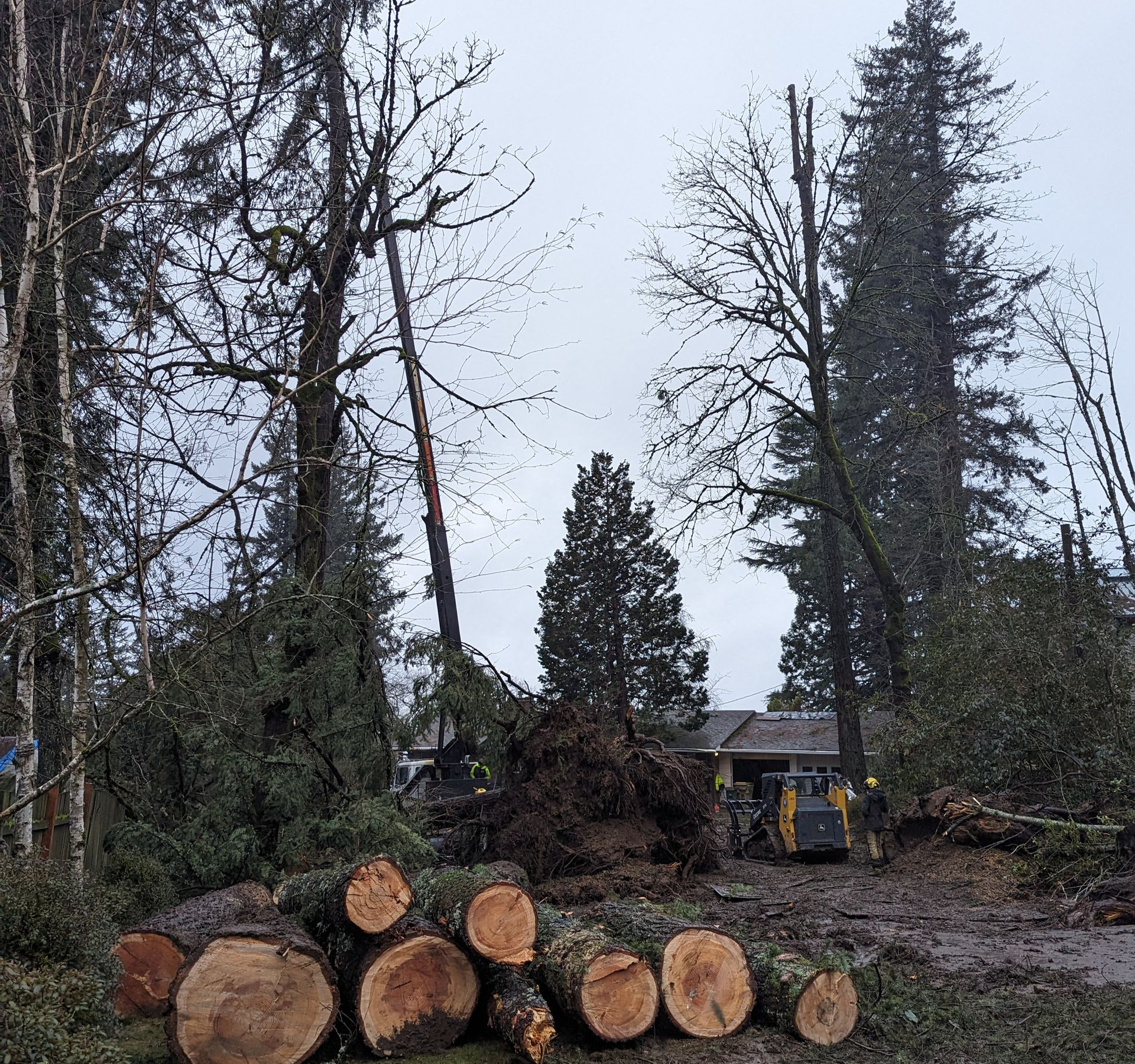 Log piles in a muddy clearing with tall trees and a small cabin in the background