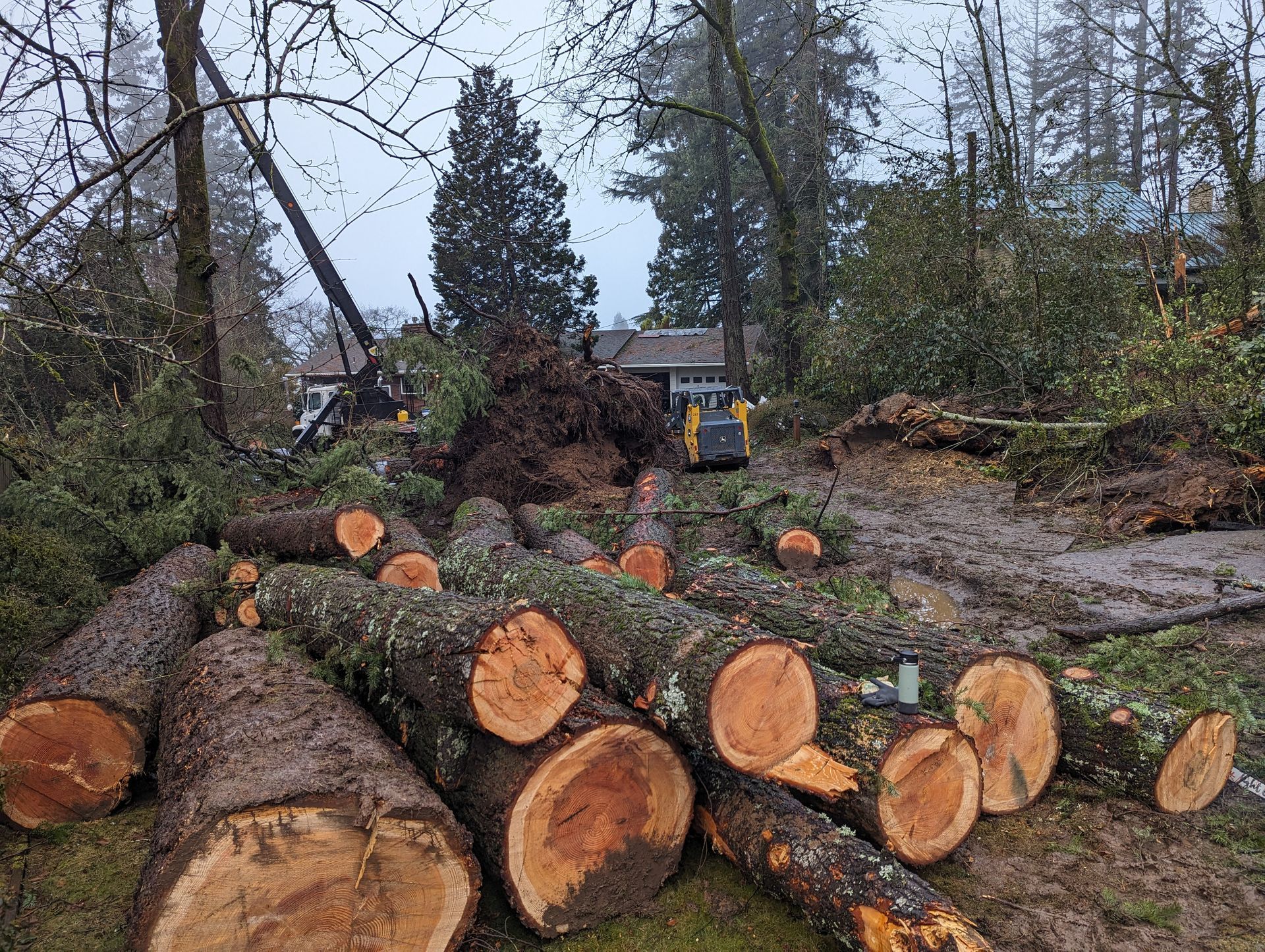 Cut tree logs stacked on a muddy woodland road near a loader truck