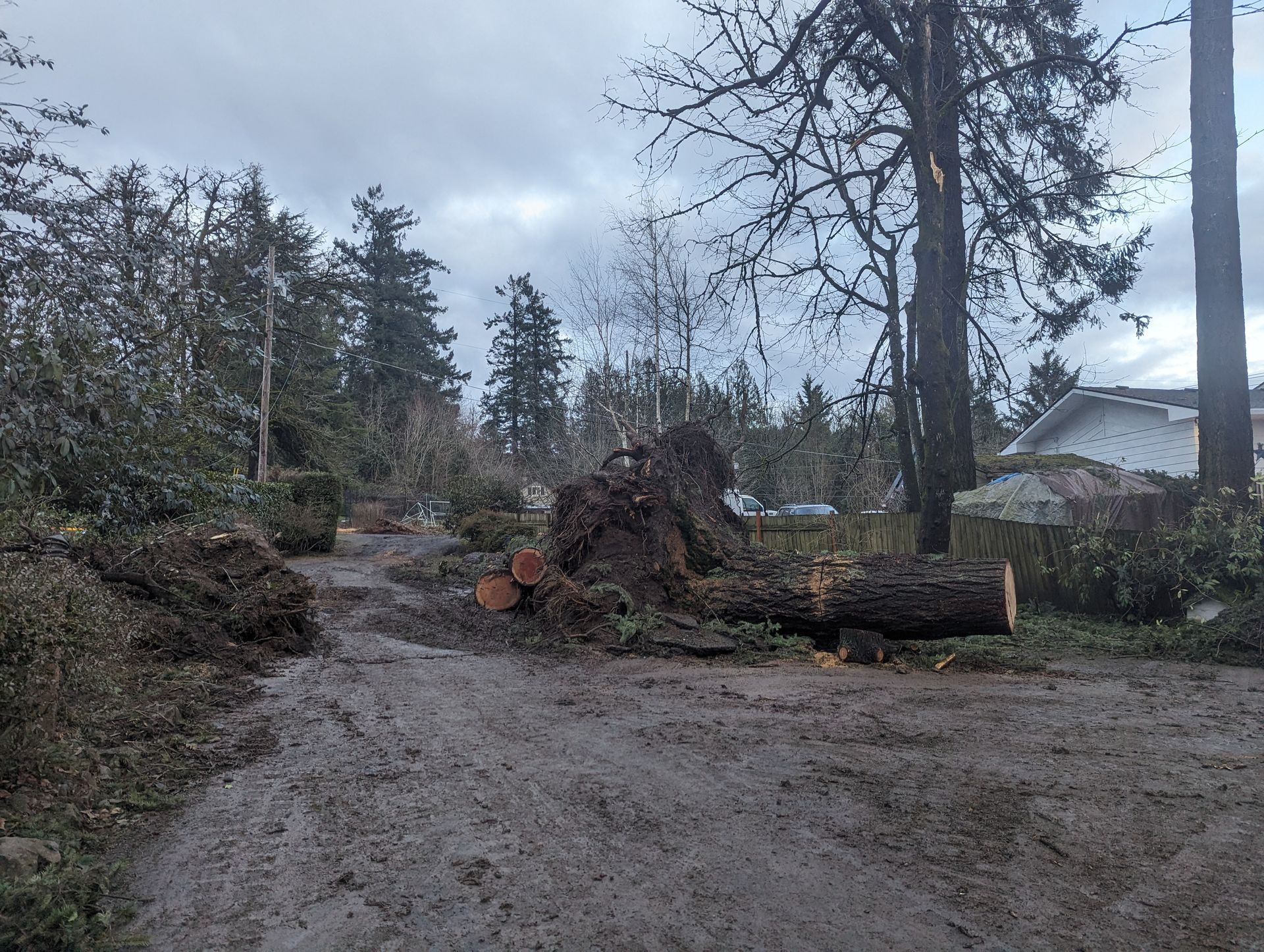 Mud road with fallen trees and branches blocking the way in a wooded residential area.