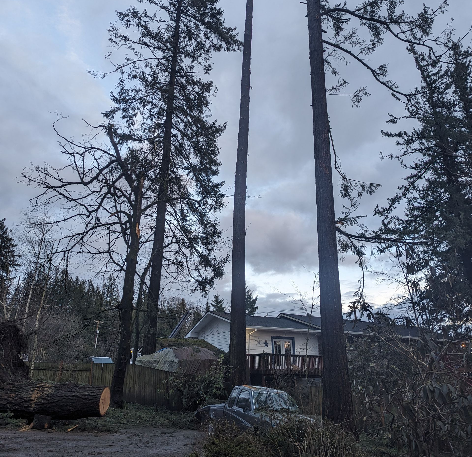 Tall trees beside a house and parked car under a cloudy evening sky