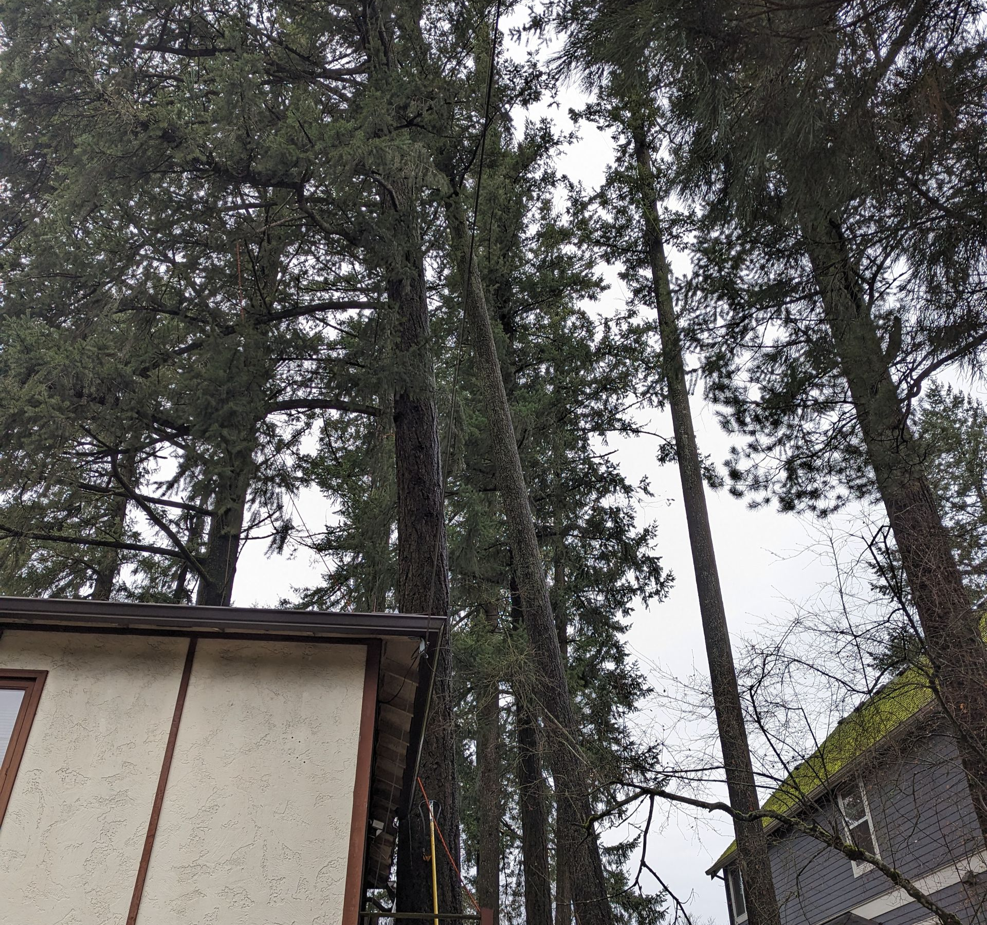 Tall pine trees rise above houses on an overcast day in a wooded neighborhood.