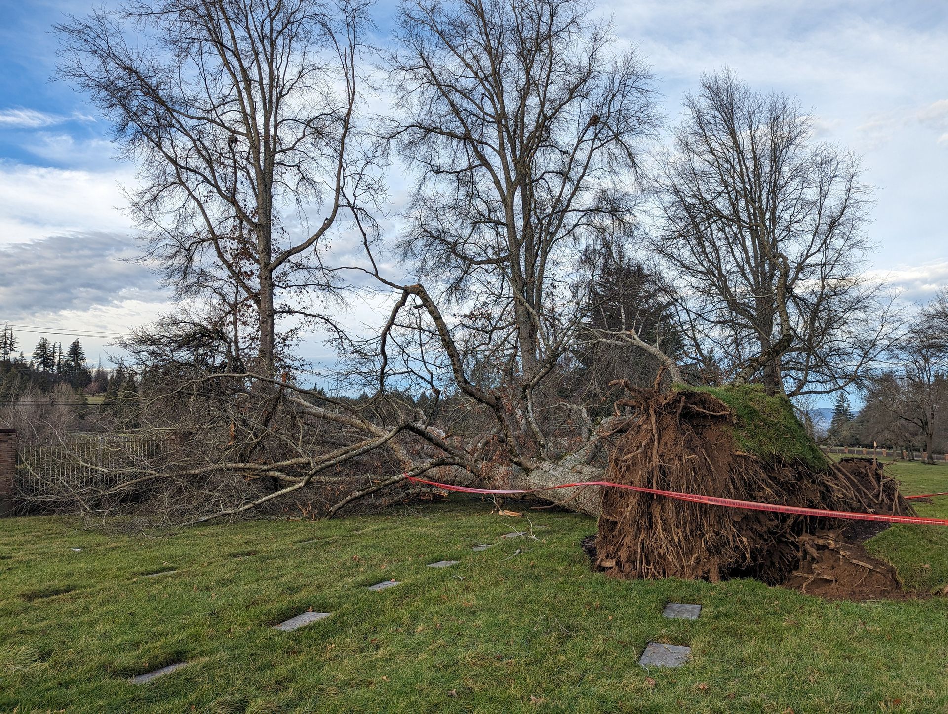 Fallen tree and uprooted roots in a grassy yard, with red tape cordoning off the debris.