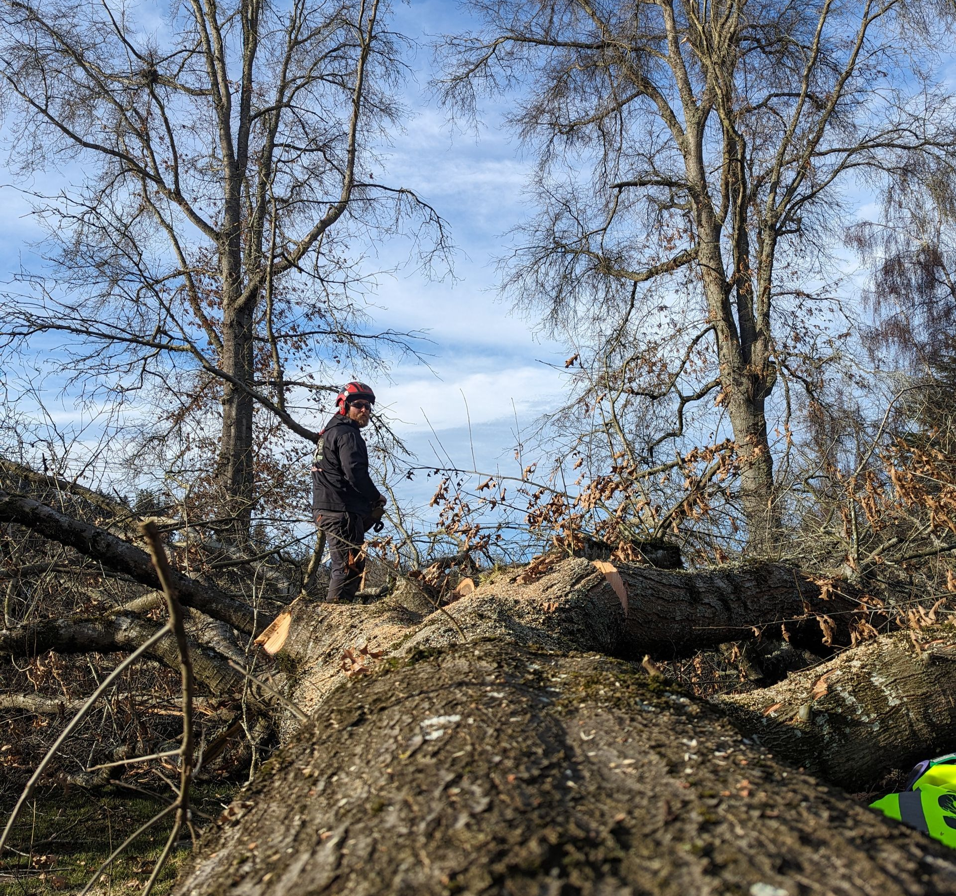 Person in a red helmet stands on a fallen tree trunk in a wooded area.