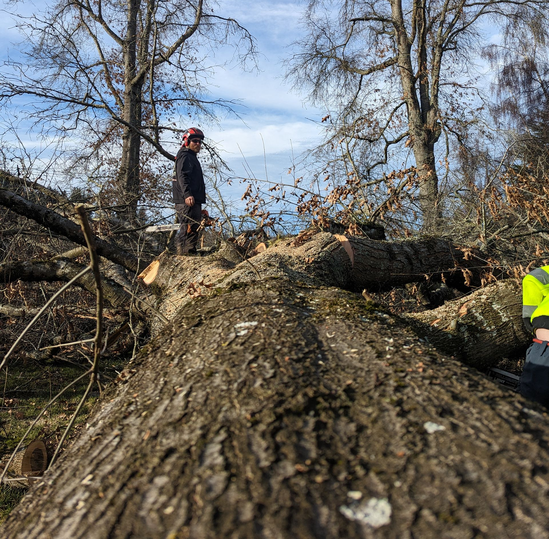Worker standing on a fallen tree in a wooded area, with another person partially visible at right