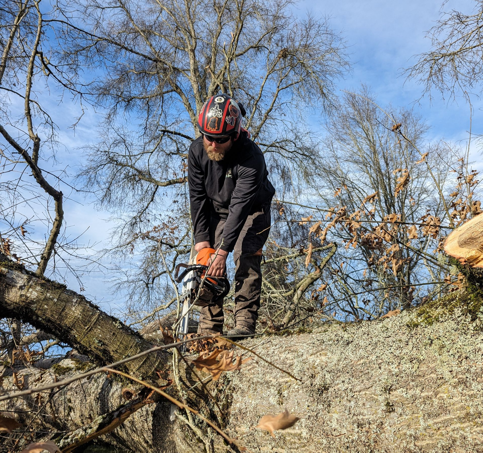 Person in a red helmet using a chainsaw on a fallen tree in a wooded area