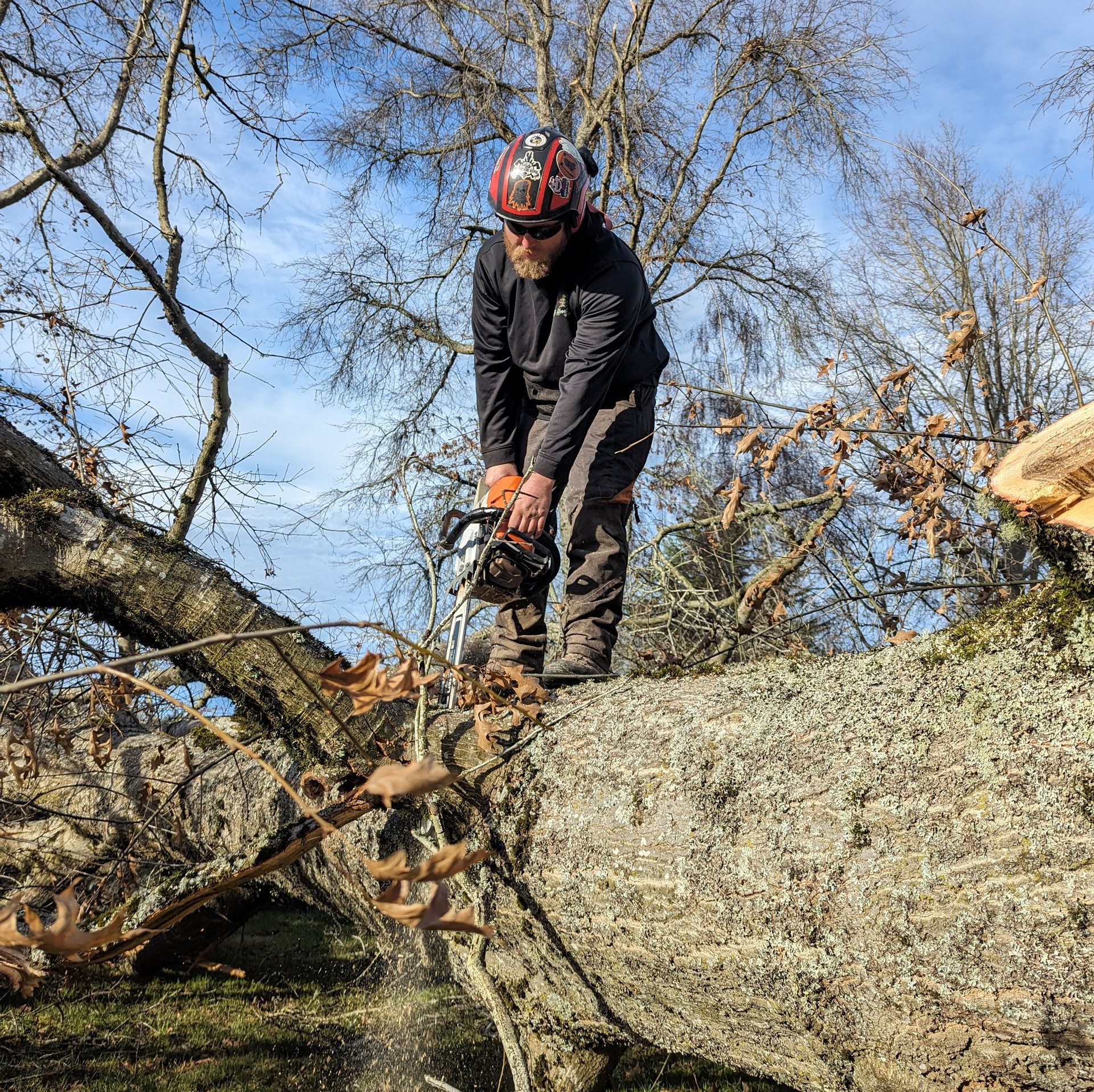 Person using a chainsaw to cut a fallen tree trunk outdoors on a sunny day