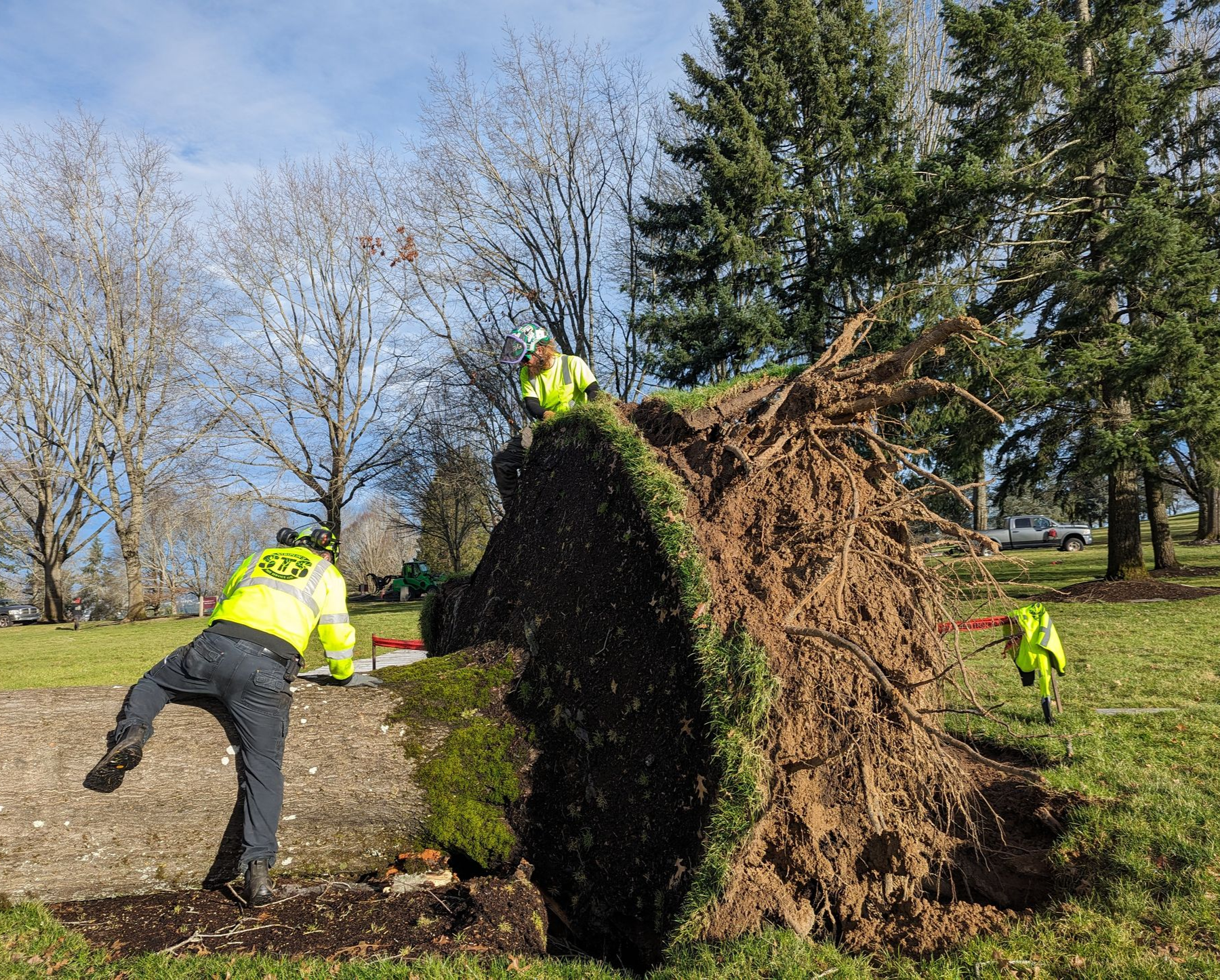 Workers in neon jackets cutting and clearing a fallen tree in a park