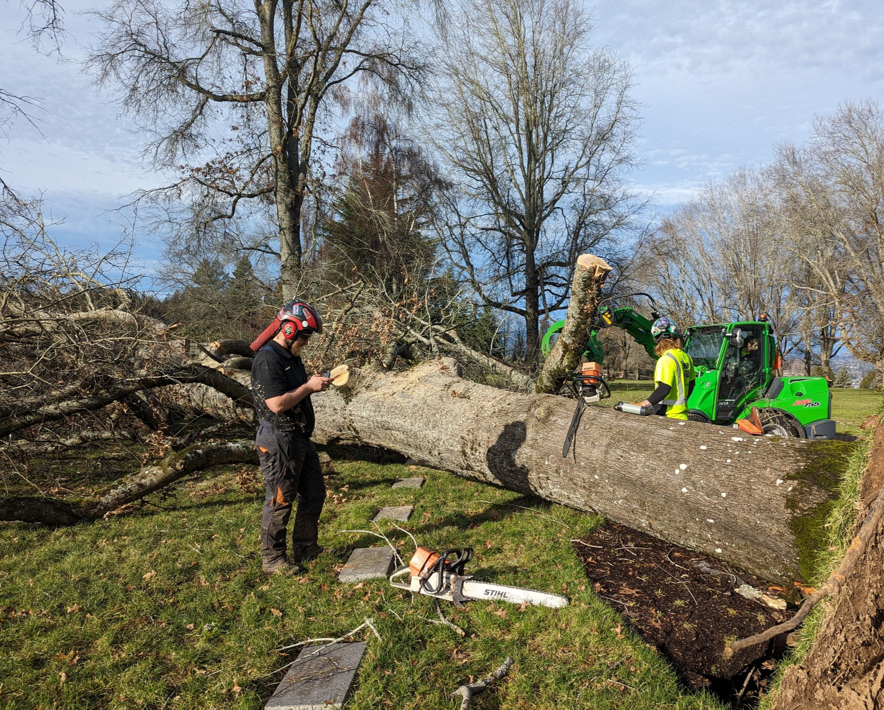 Workers cutting a fallen tree beside a green wood chipper in a grassy yard