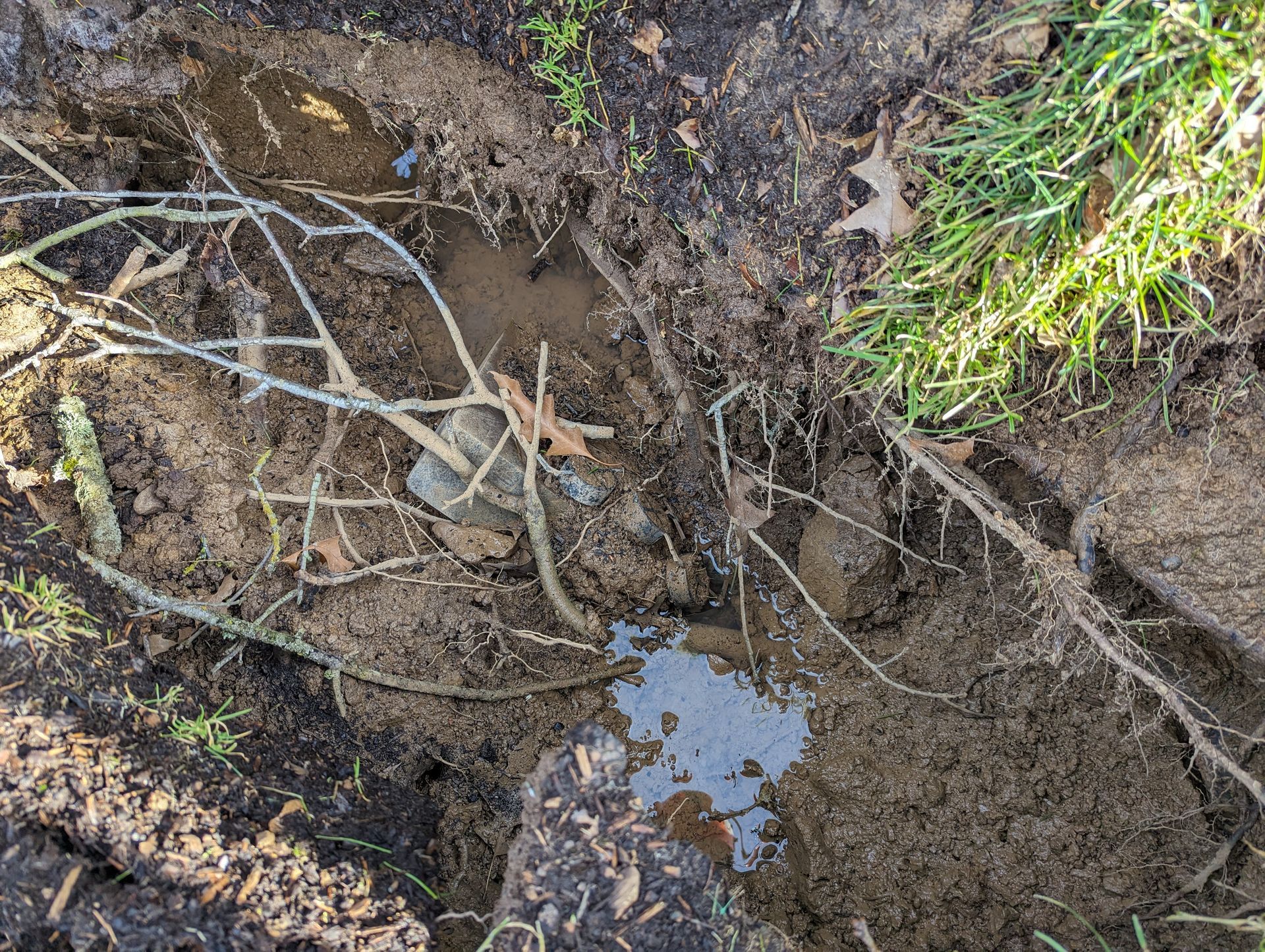 Exposed tree roots in a muddy hole beside a small puddle and grass