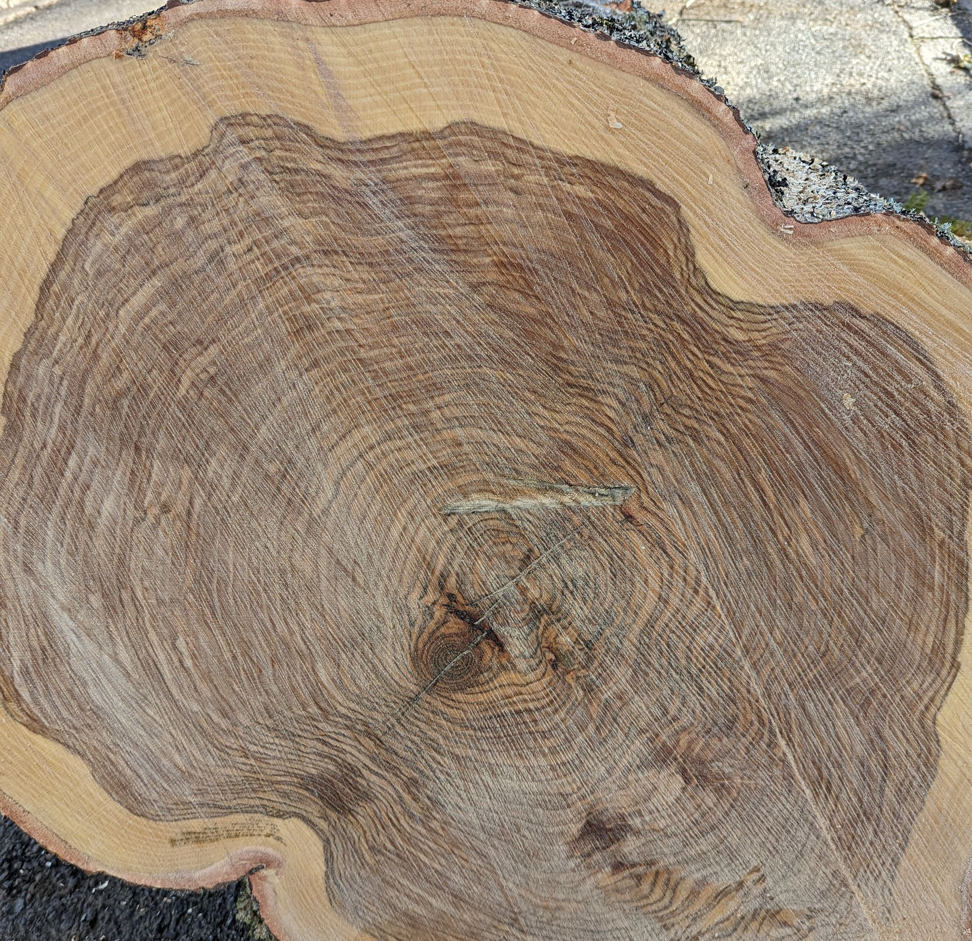 Cross-section of a cut tree trunk with visible growth rings and rough bark edge