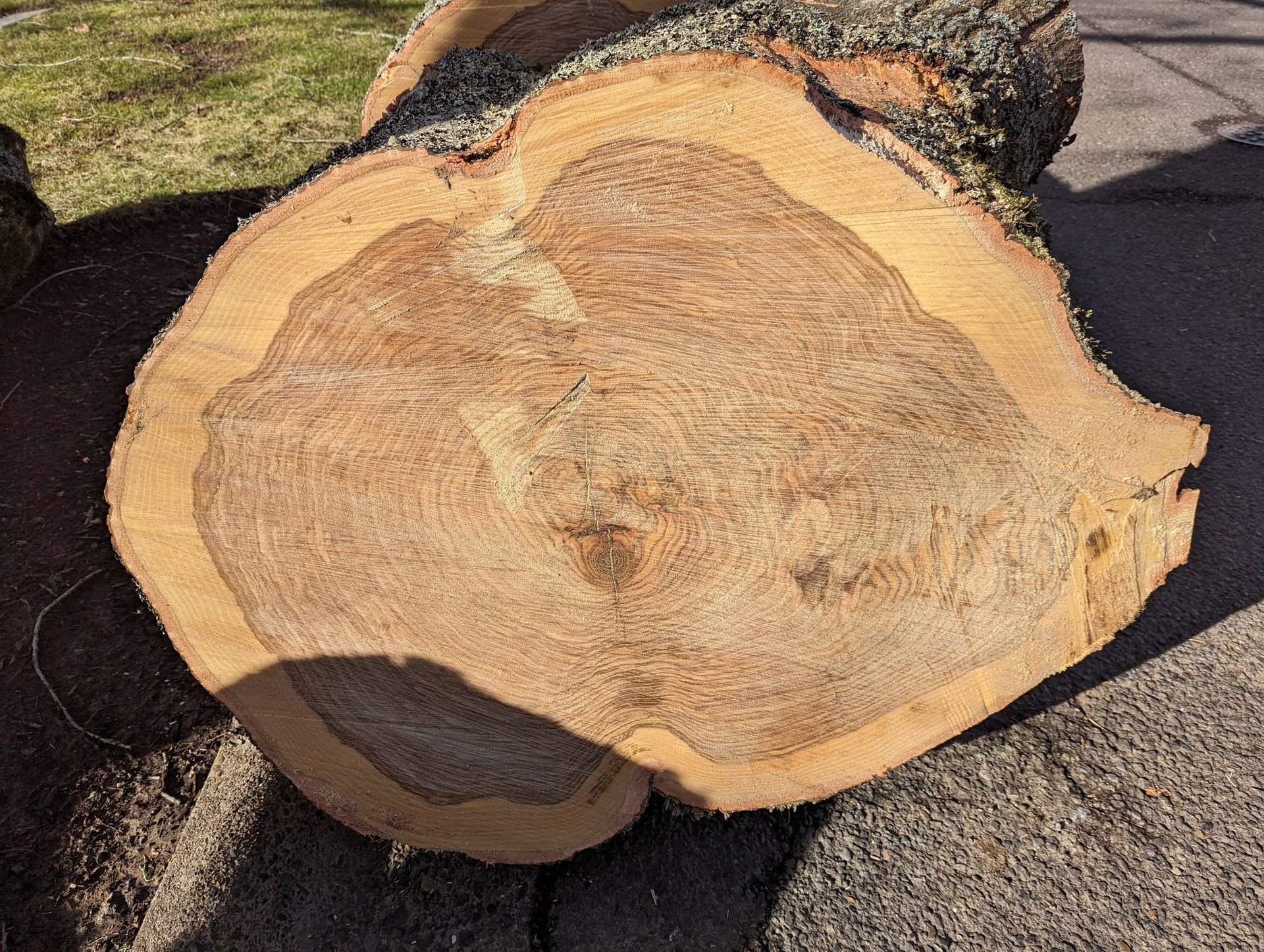 Freshly cut tree trunk cross-section showing growth rings on a pavement outdoors