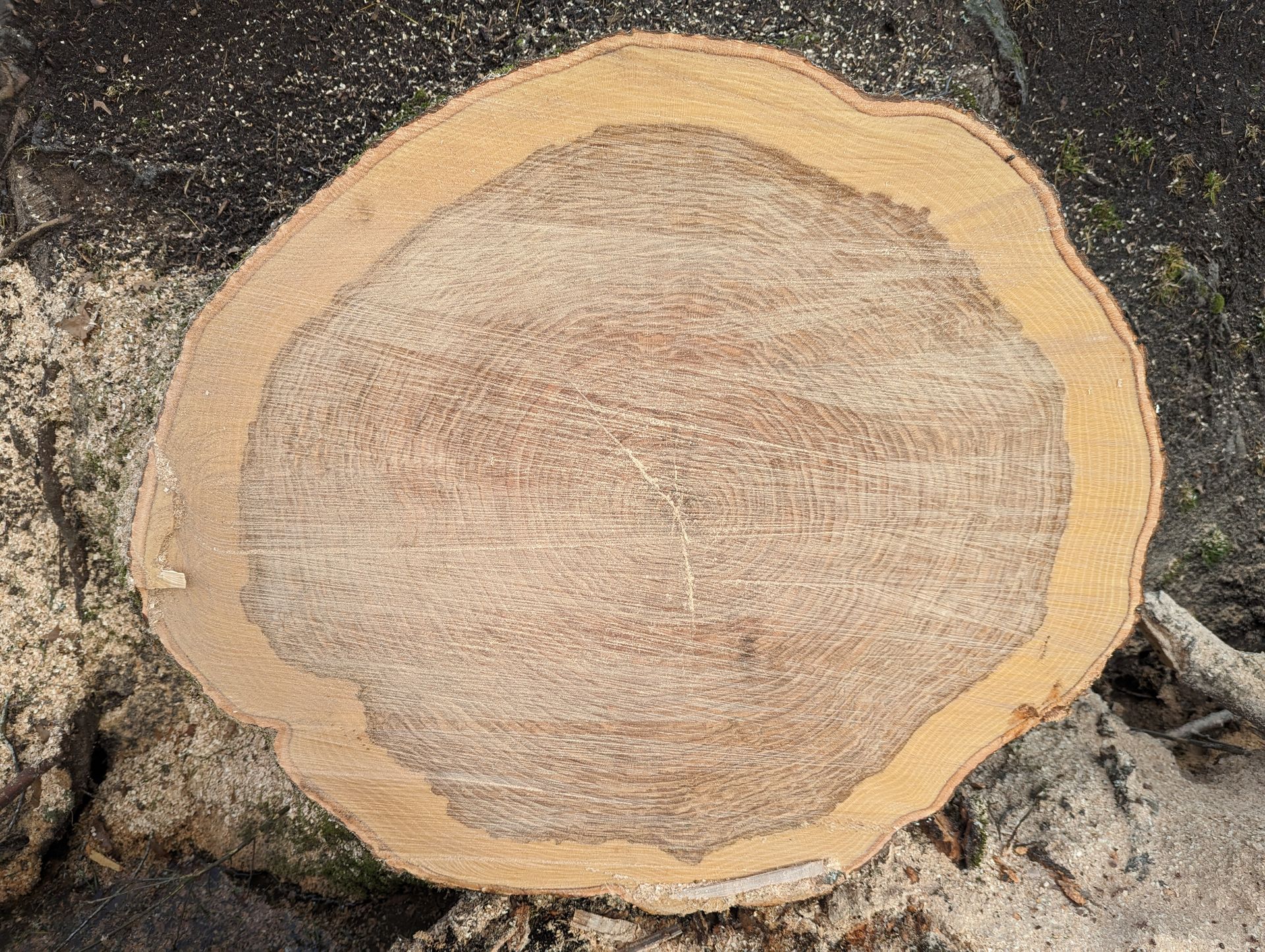 Round wood slice cross-section with pale bark edges on rough stone surface