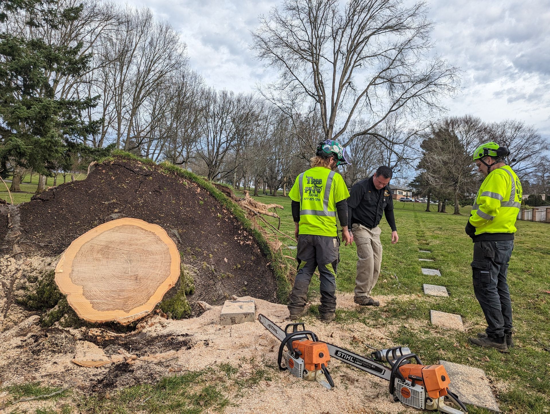 Workers inspecting a large tree stump in a park, with chainsaws on the ground nearby.