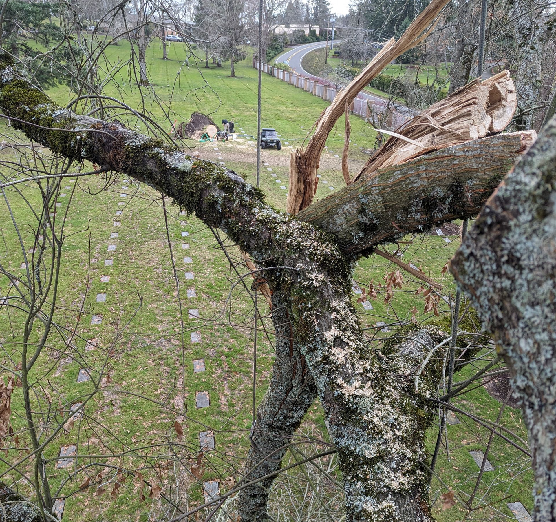 Broken tree trunk and branches over a grassy path in a park