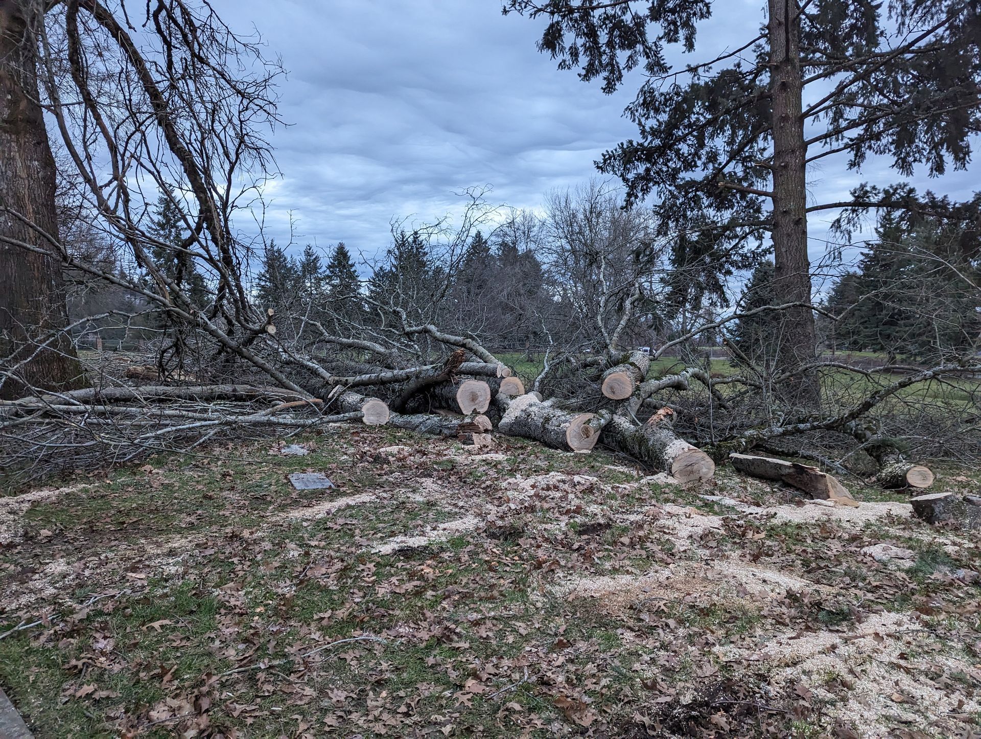 Storm-damaged forest clearing with uprooted trees and fallen logs under a cloudy sky