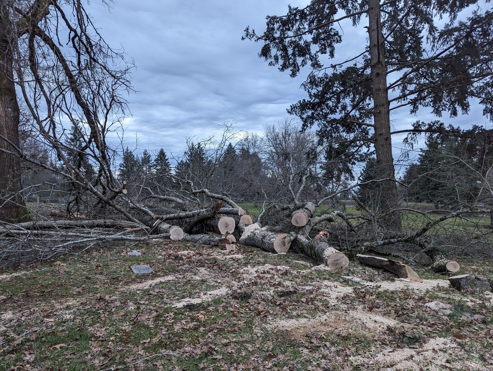 Downed trees and cut logs scattered in a forest clearing under cloudy skies