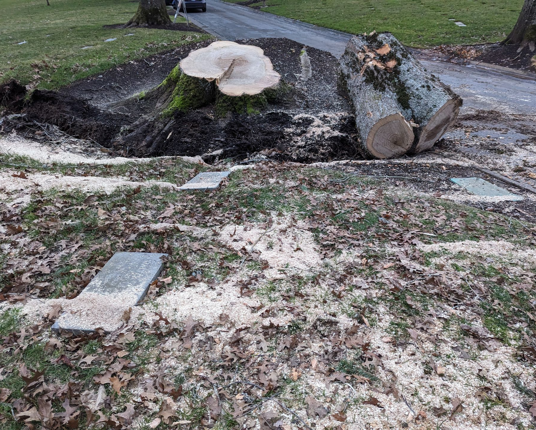 Tree stump and fallen trunk beside a gravel path, with fresh sawdust scattered on the ground.