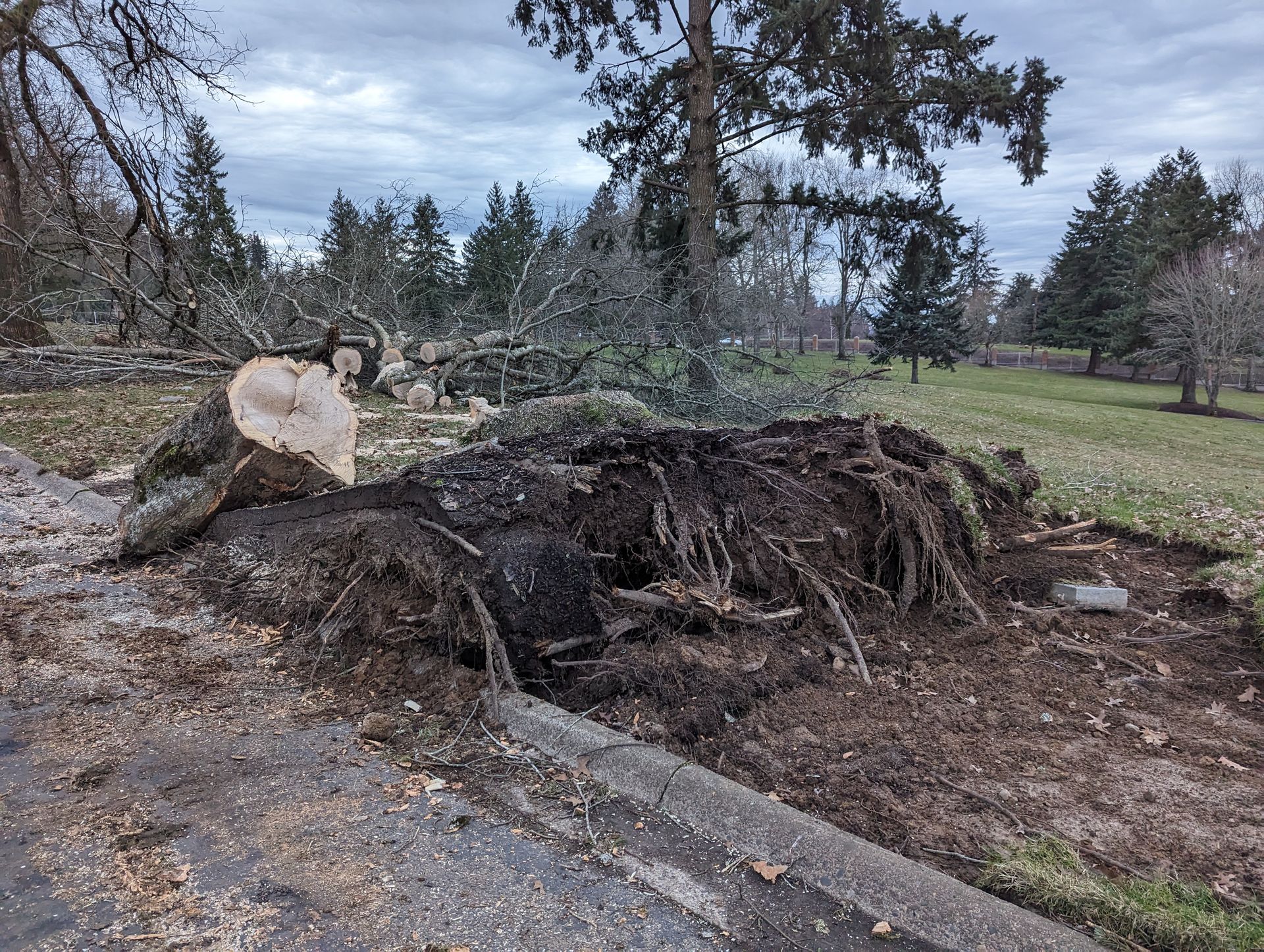Uprooted tree trunk with exposed roots in a muddy park clearing under cloudy skies