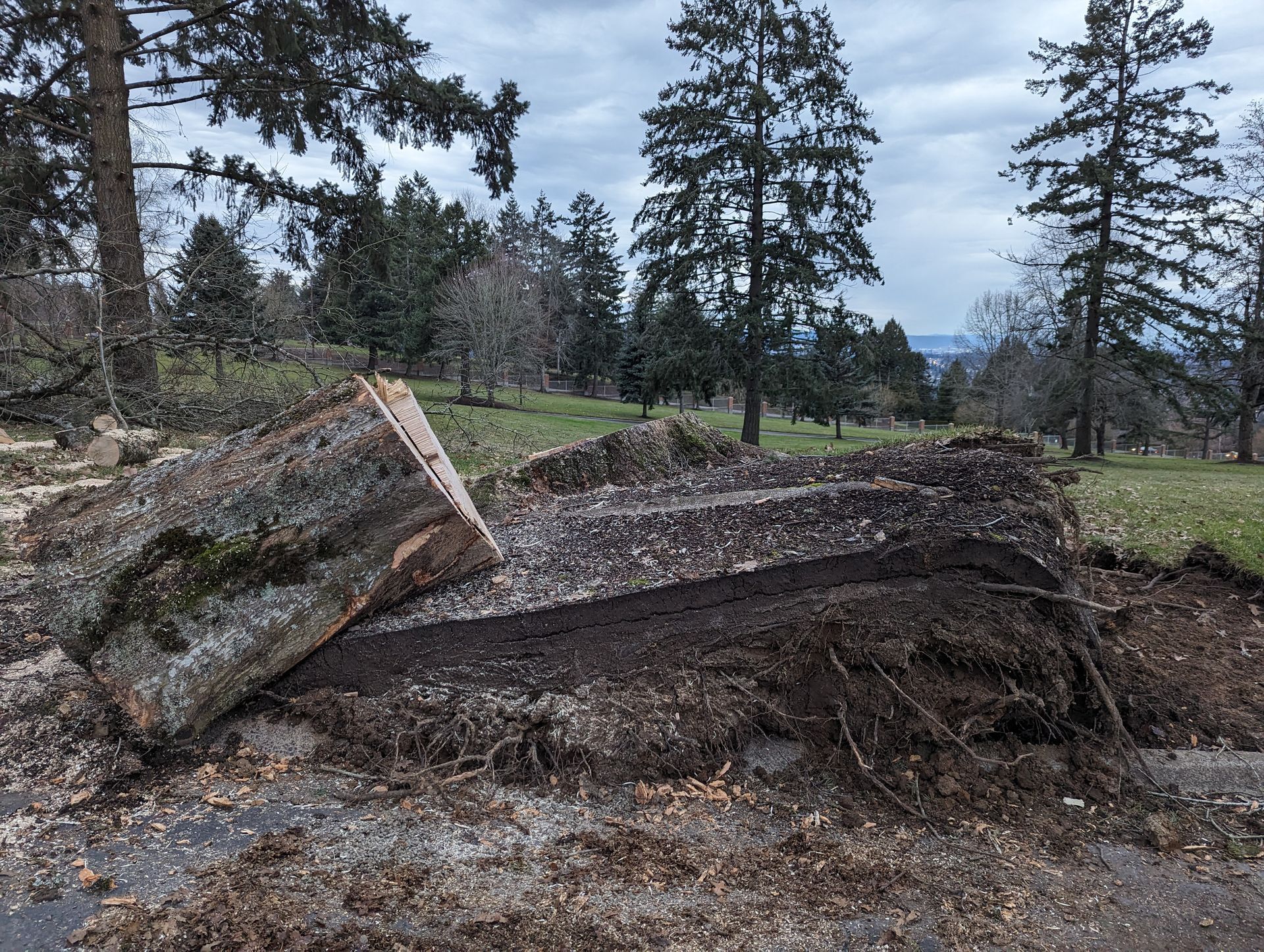 Large fallen tree trunk with a cut stump in a wooded clearing under tall pine trees.
