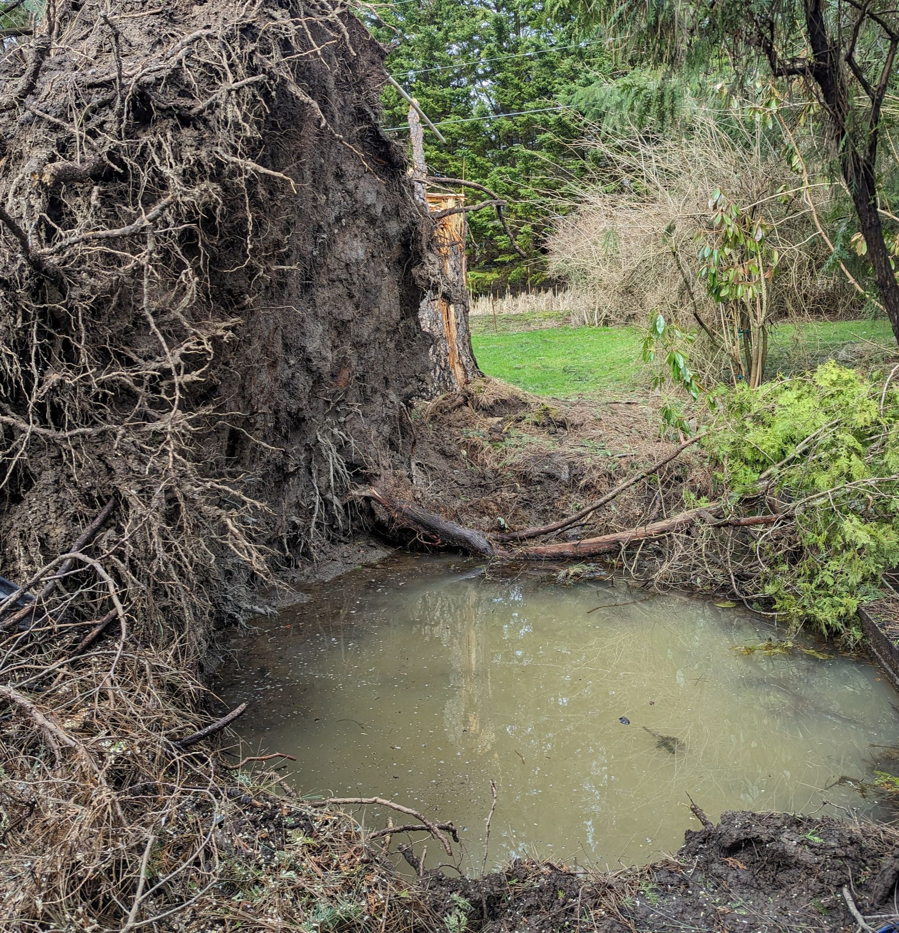 Uprooted tree with exposed roots beside a muddy puddle in a wooded area