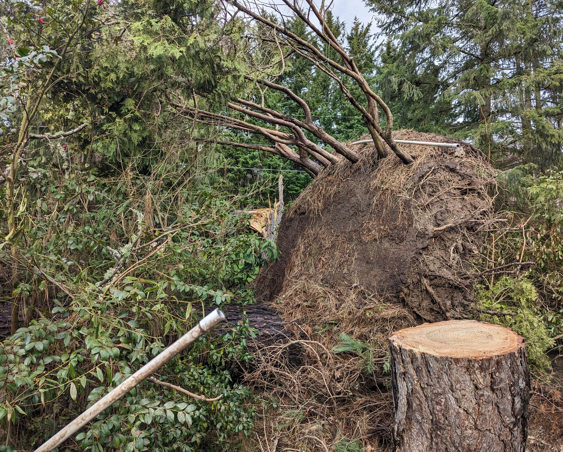 Uprooted tree root ball with branches in a wooded area beside a cut stump and fallen pole