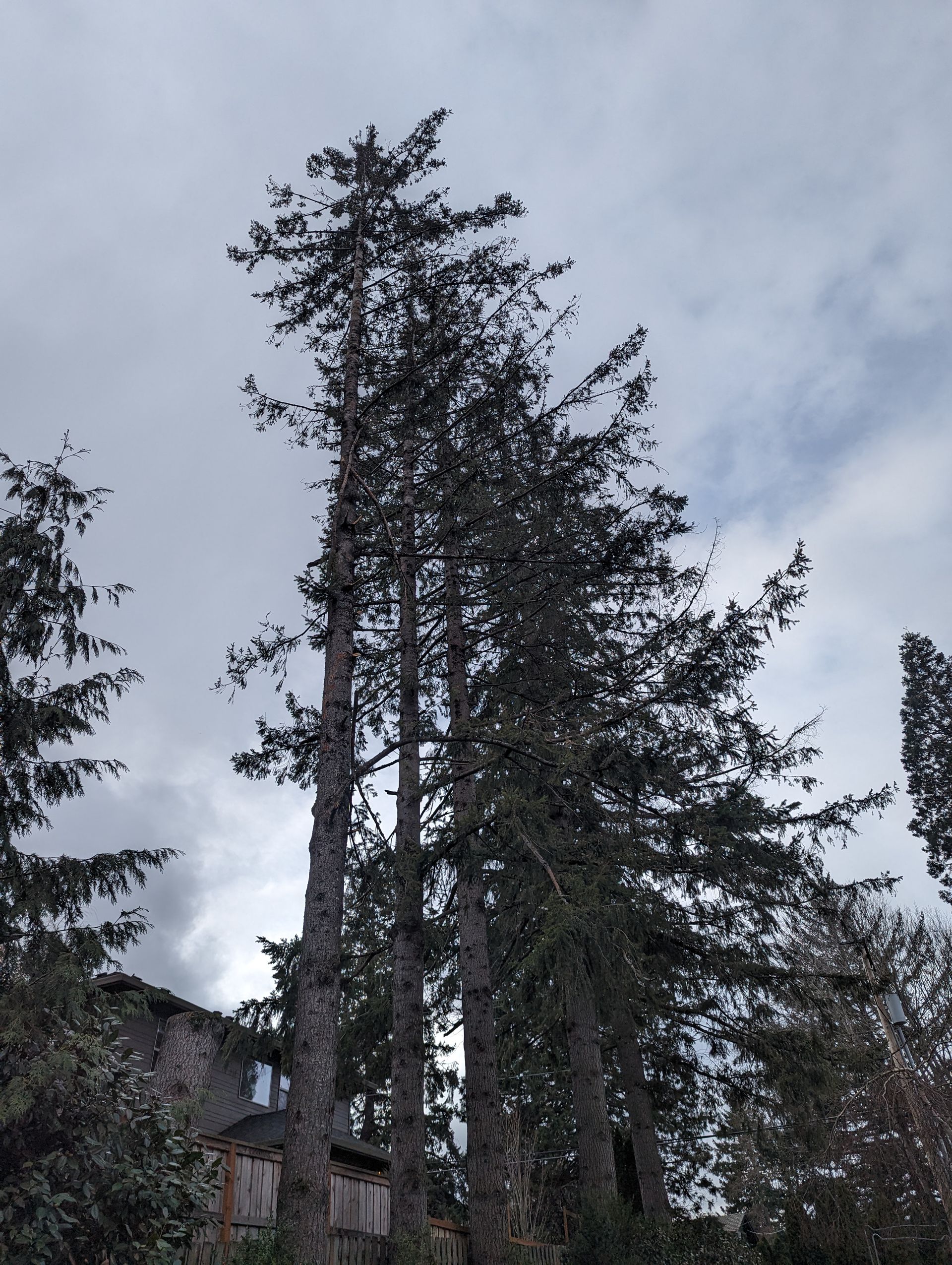 Tall evergreen trees beside a house under a cloudy gray sky