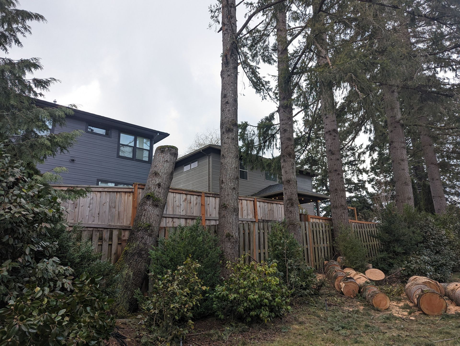Wooded backyard with tall trees, a modern house, wooden fence, and cut logs stacked near the right side.