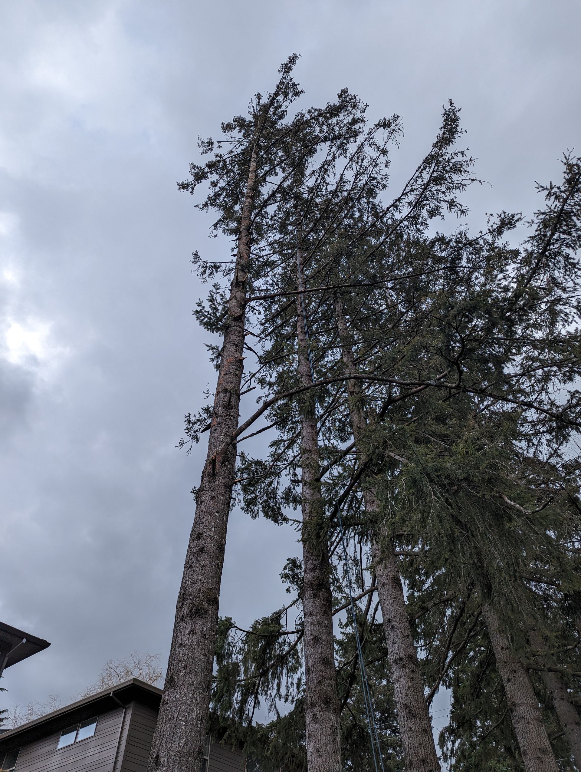 Tall trees swaying beside a house under a cloudy gray sky