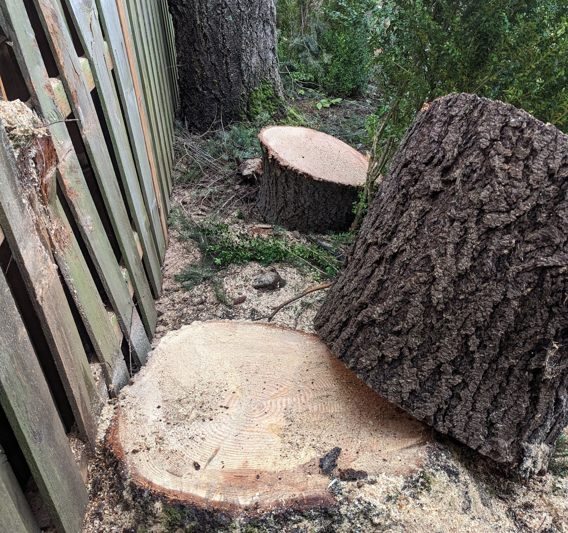 Cut tree stumps beside a wooden fence in a wooded yard