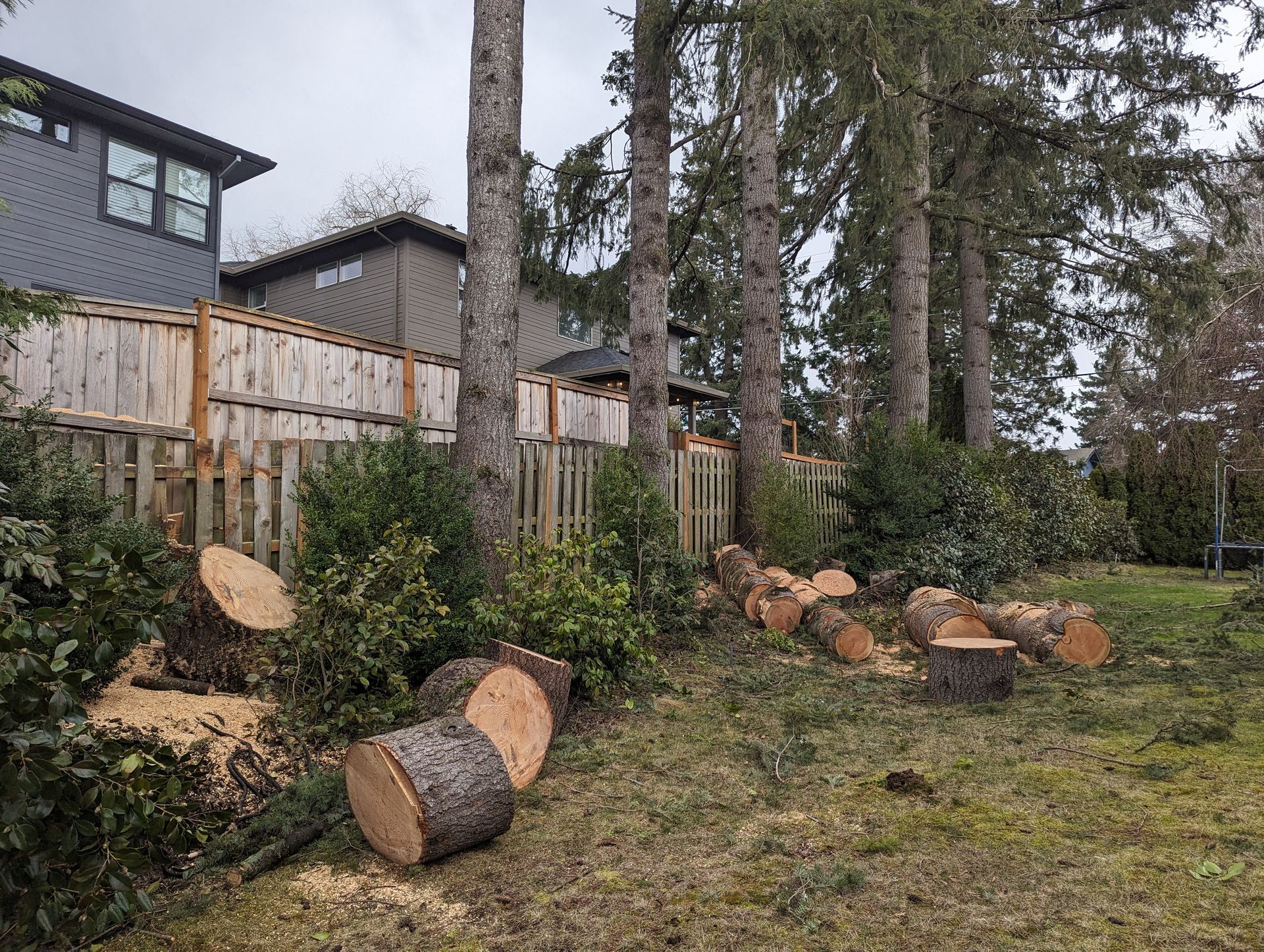 Backyard with cut tree logs, wooden fence, and houses under tall evergreen trees.