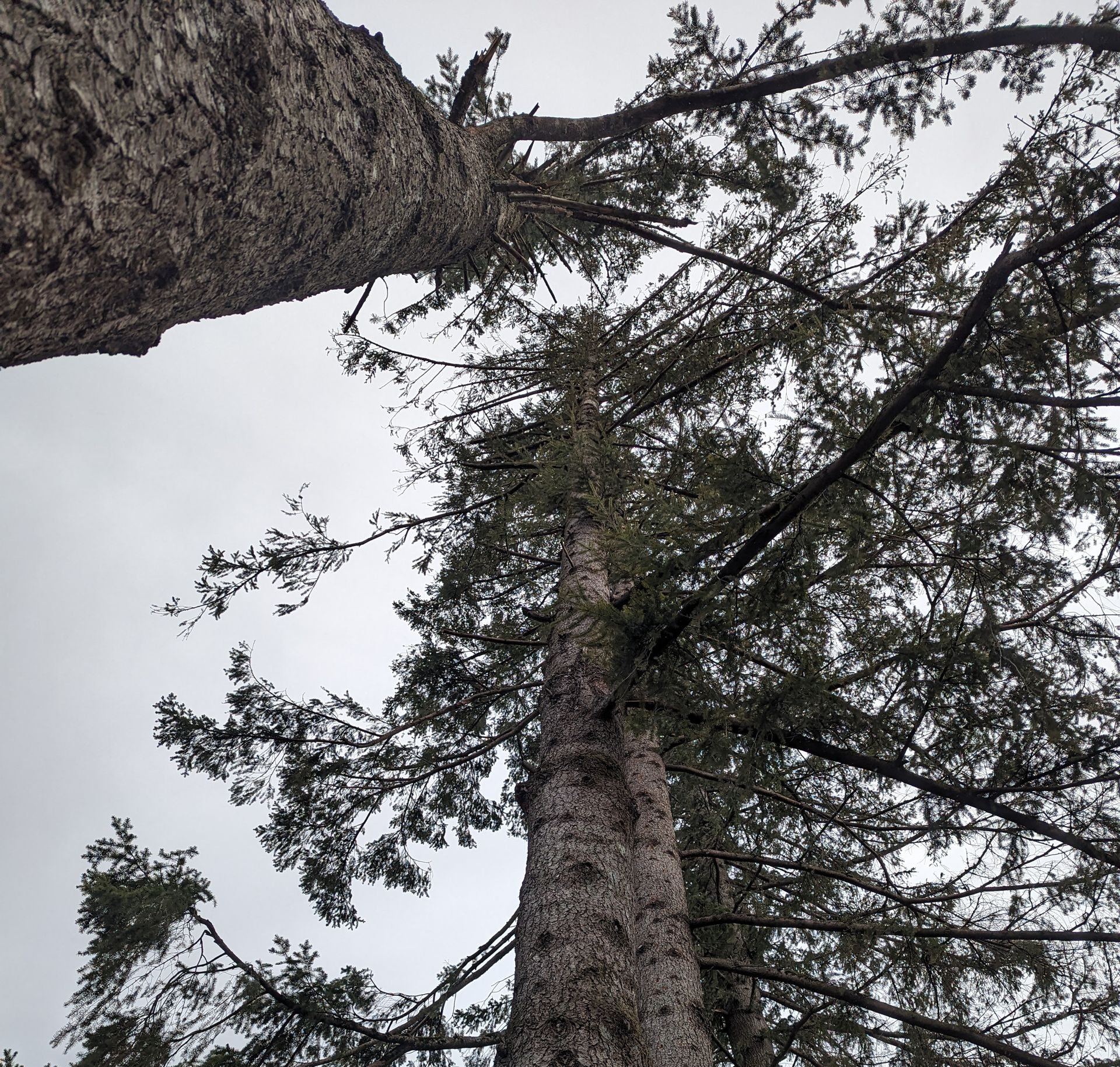 Looking up at tall pine trees against an overcast sky