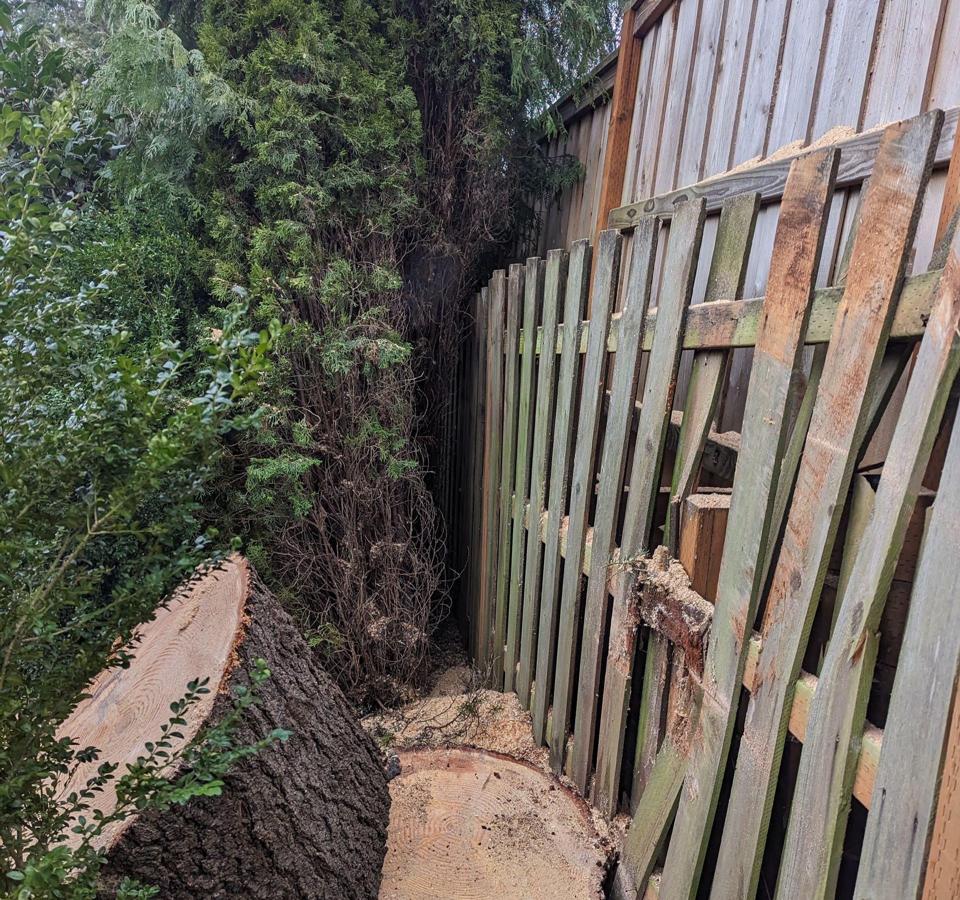 Narrow muddy path beside dense greenery and a weathered wooden fence after rain