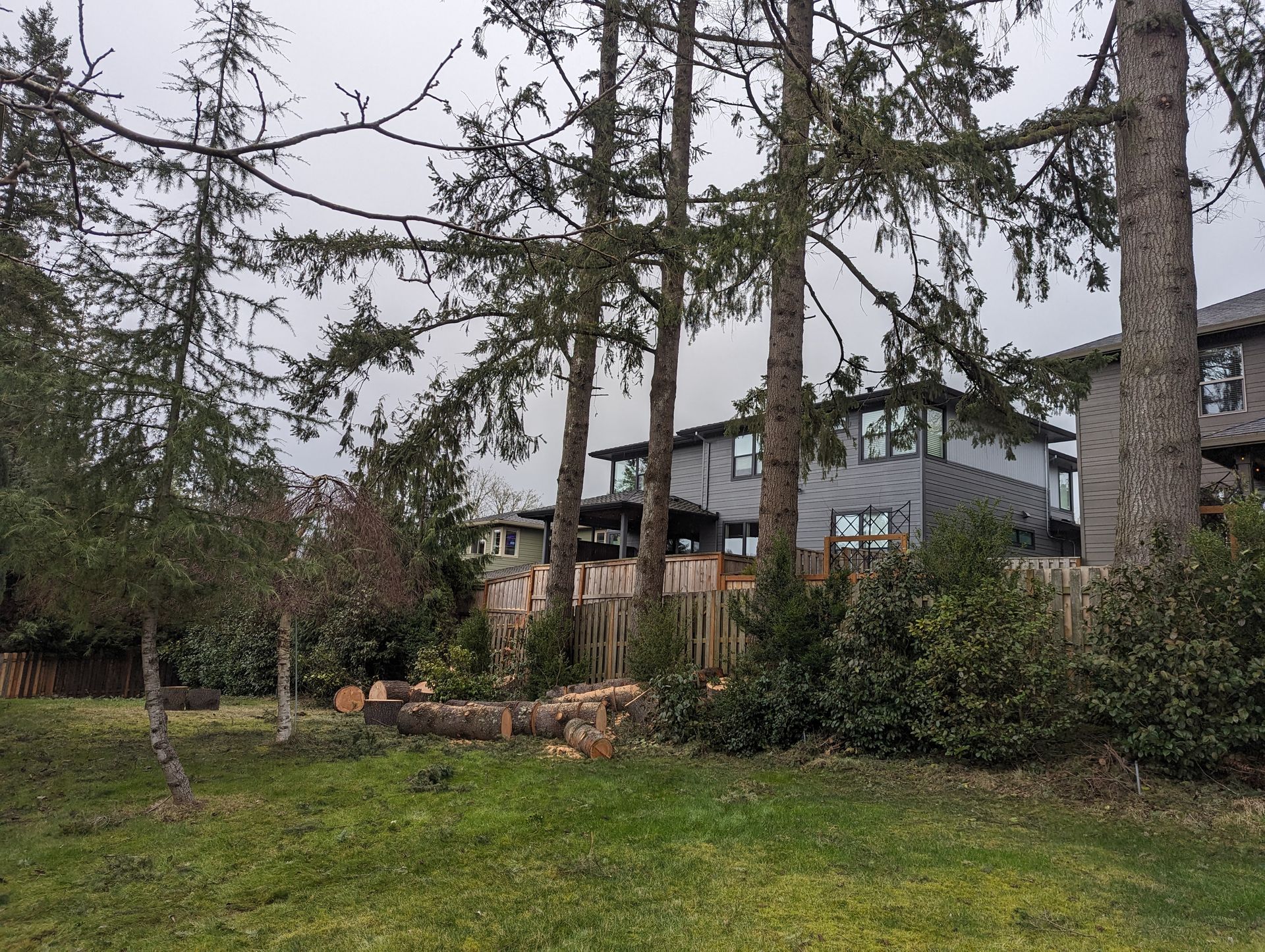 Wooded residential yard with tall pine trees, shrubs, and a gray house in the background