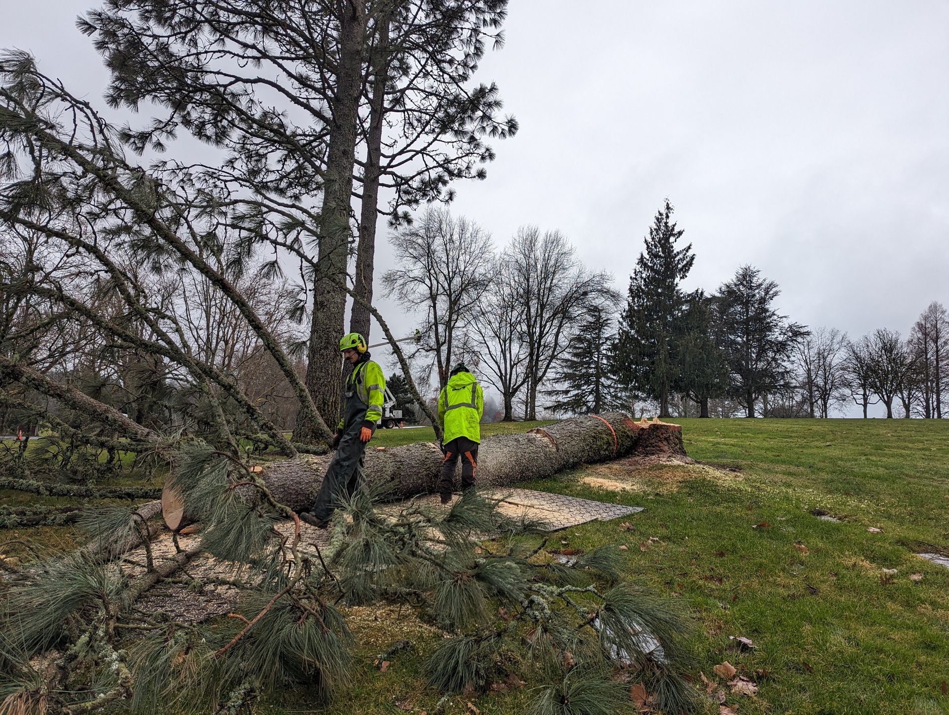 Two workers in neon jackets clear a fallen tree in a grassy, overcast park.