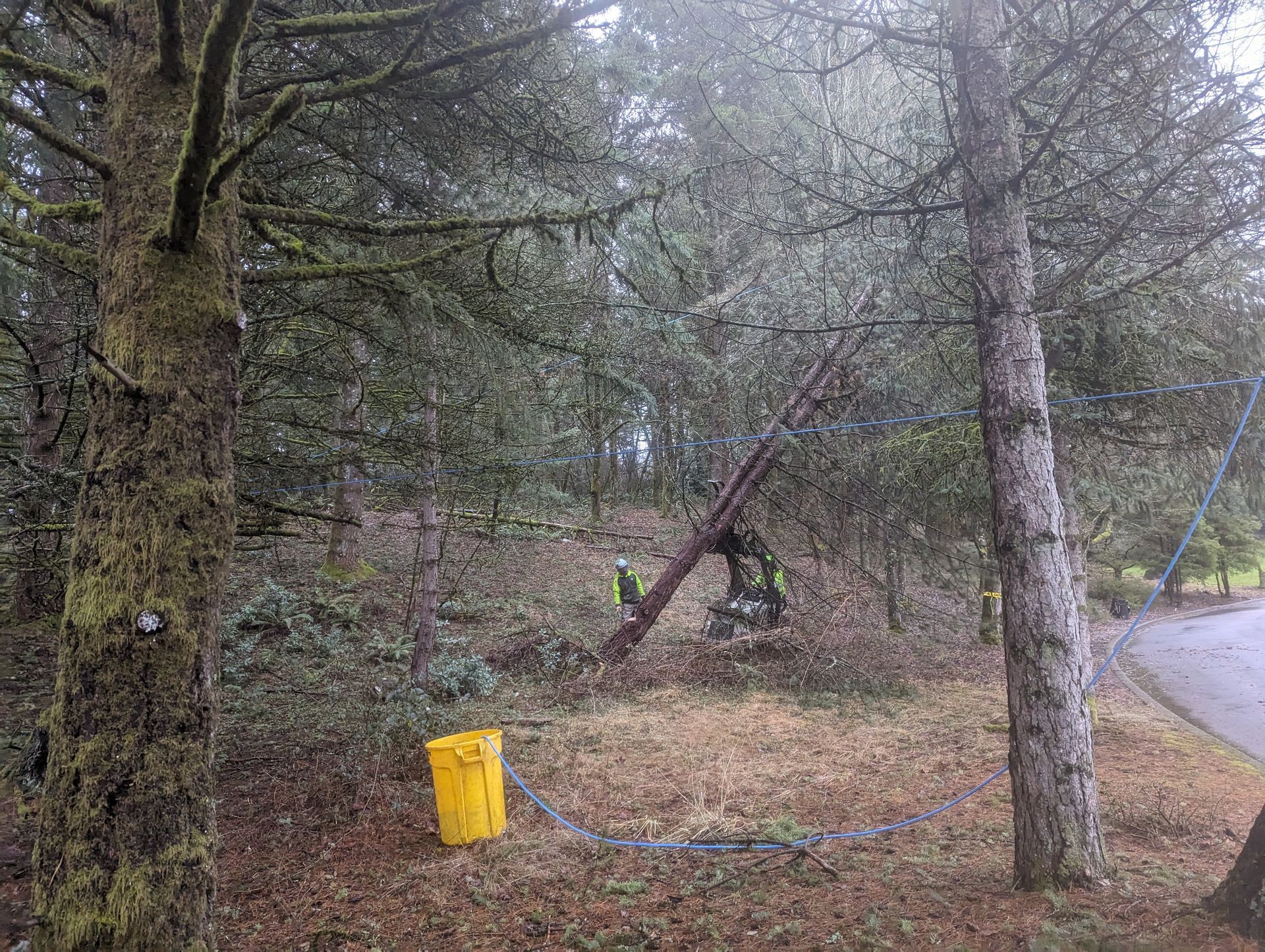 Wooded roadside with tall trees, a yellow bin, and a blue rope barrier beside a path