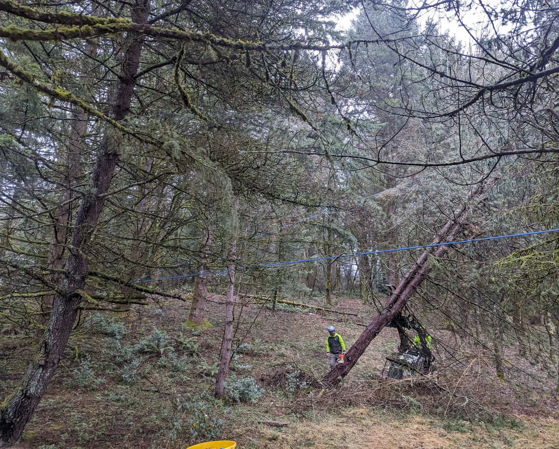 People in high-visibility gear on a forest trail under trees, with a blue line strung between branches