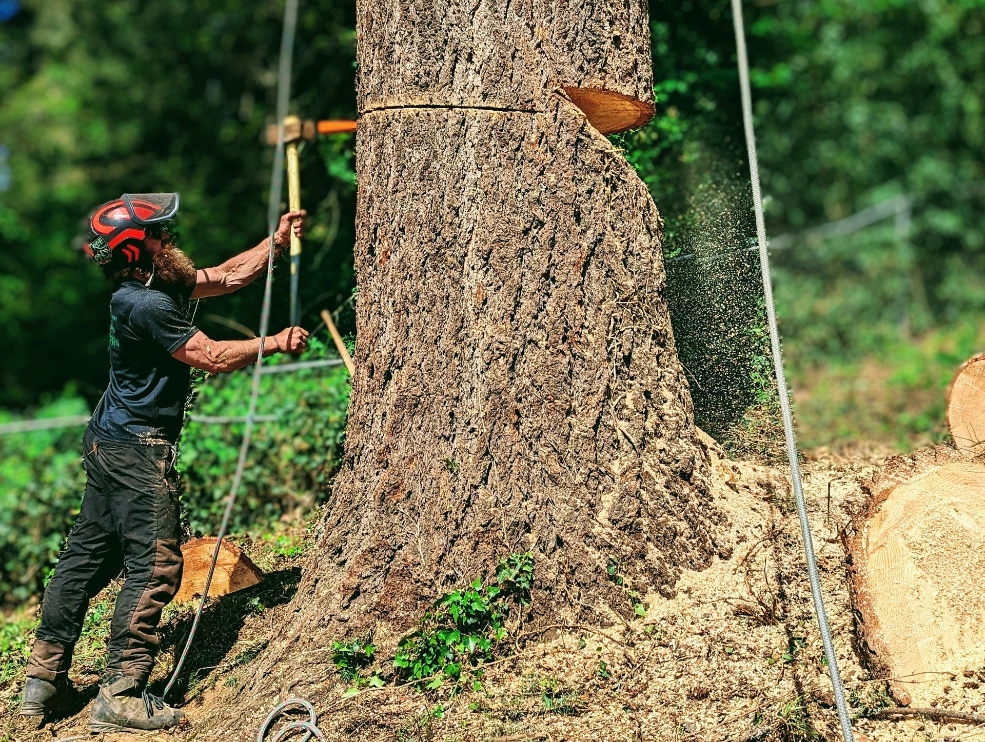 Arborist in helmet cutting a huge tree trunk with ropes and a chainsaw in a forest clearing