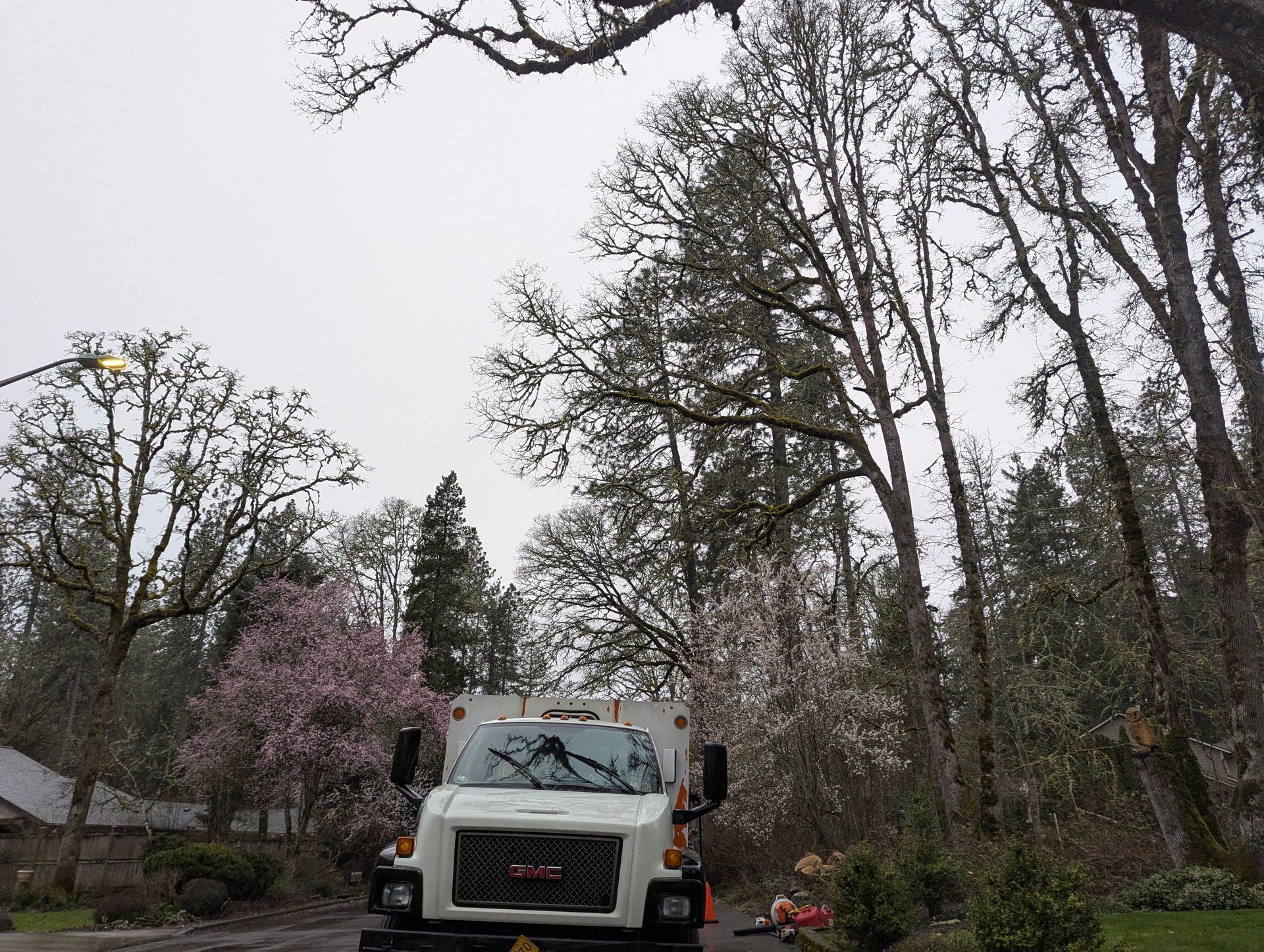 White utility truck parked on a tree-lined street under a gray sky, with blooming pink trees in the background