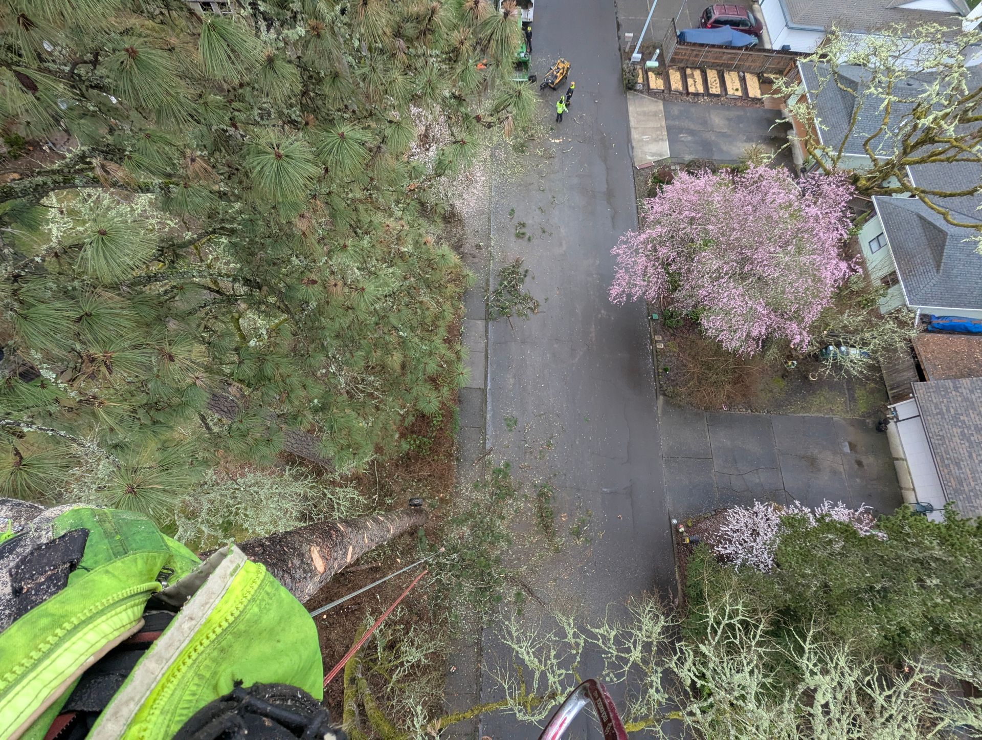 Overhead view of a garden path beside trees and a pink flowering bush, with a green jacket visible in the corner