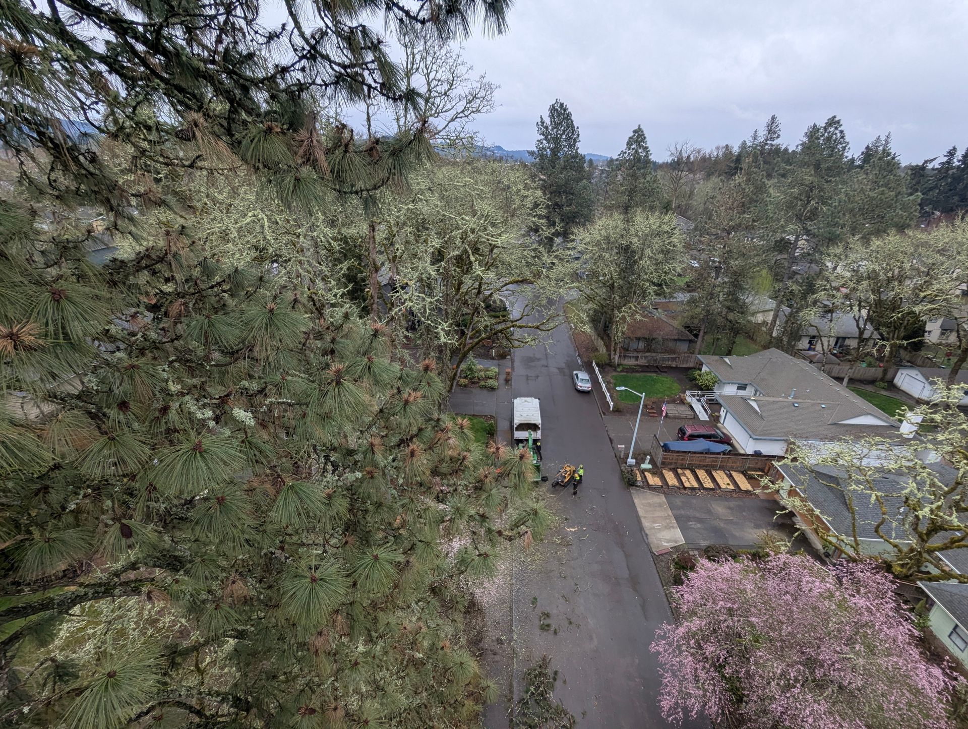Aerial view of a wooded residential street with houses, parked cars, and pink flowering trees