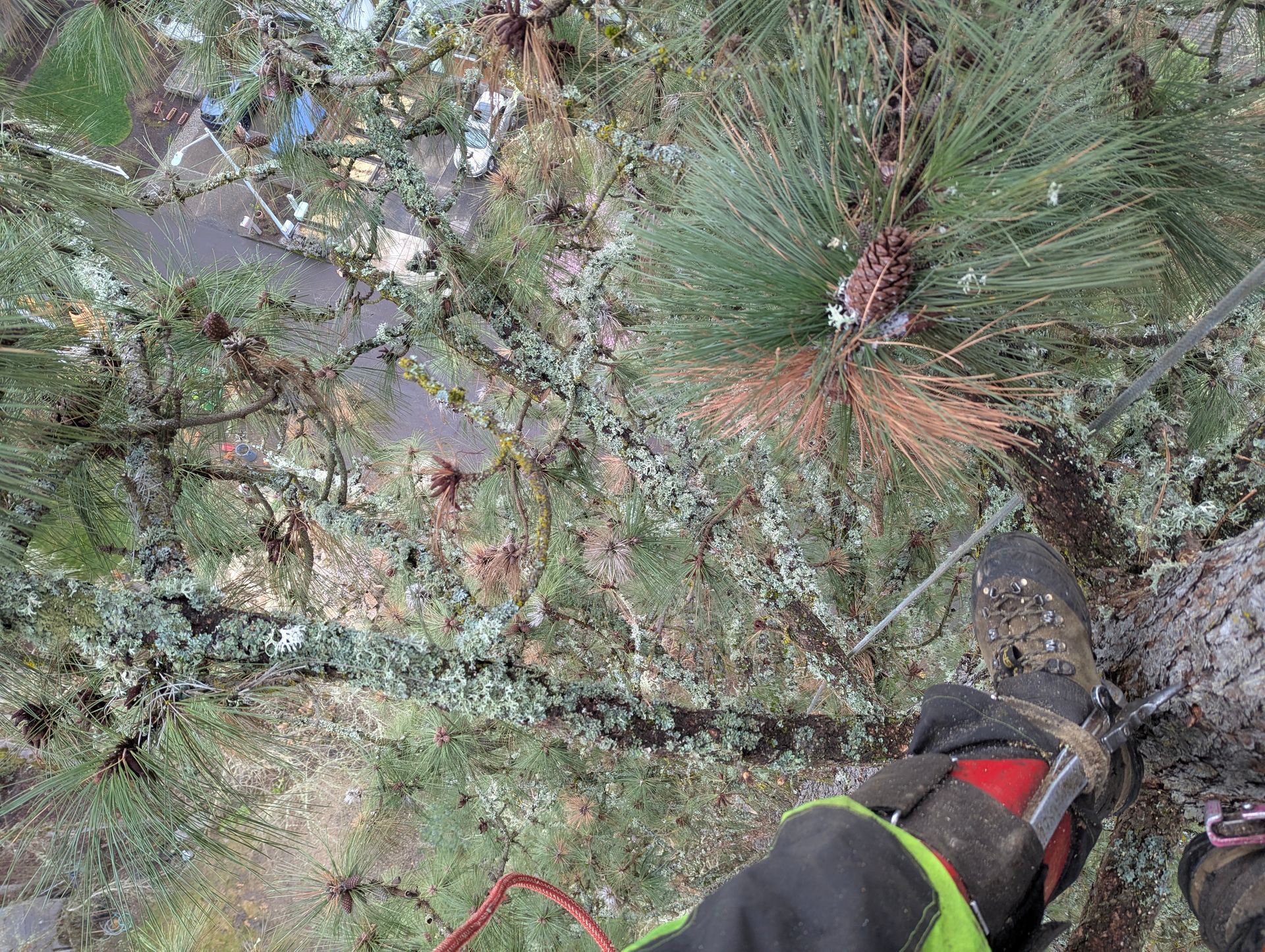Top-down view of a hiker’s boot and red rope in dense green forest vegetation