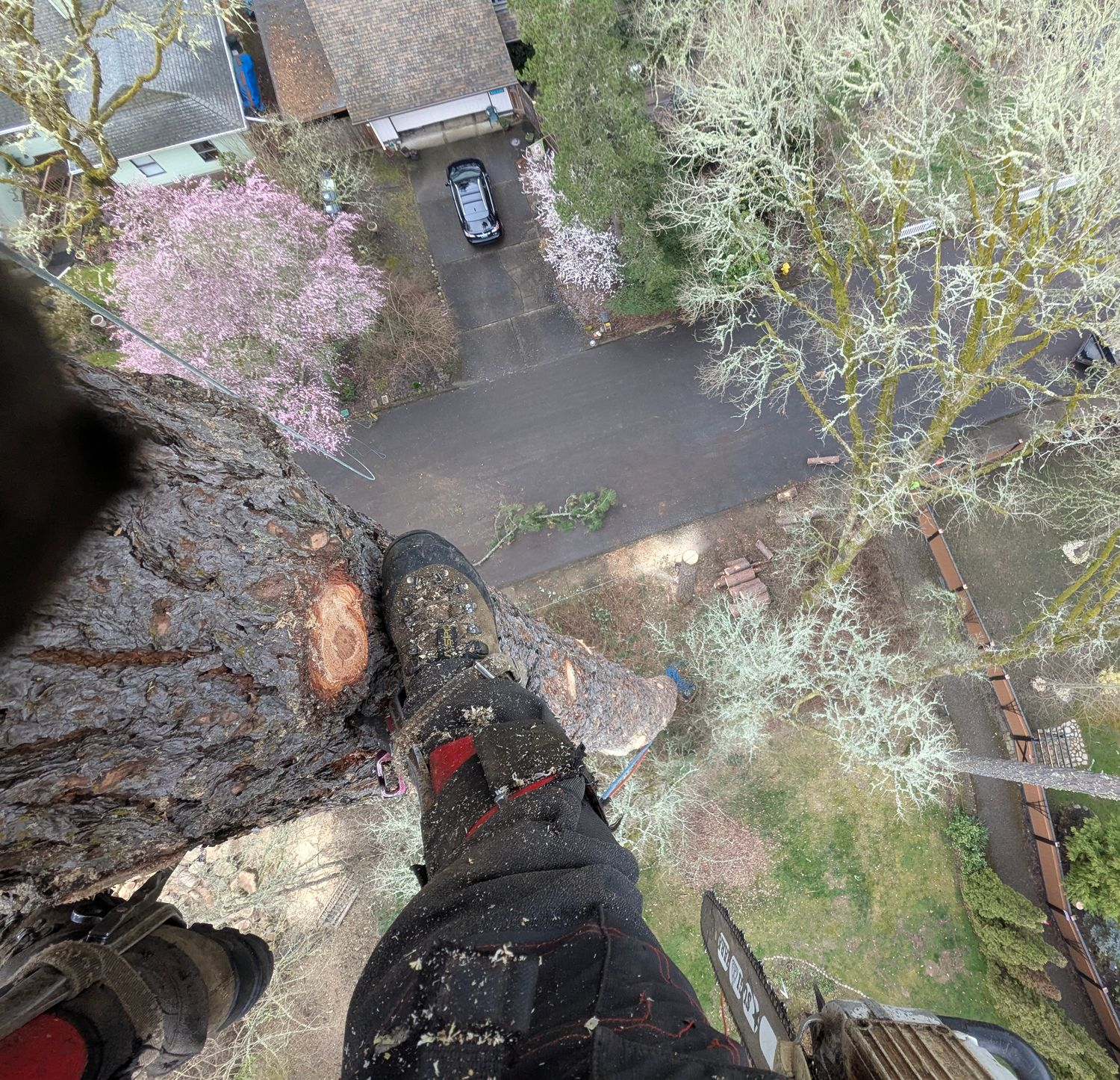 POV from a tall tree, looking down at a person’s boot over a driveway with a parked car and blooming trees below