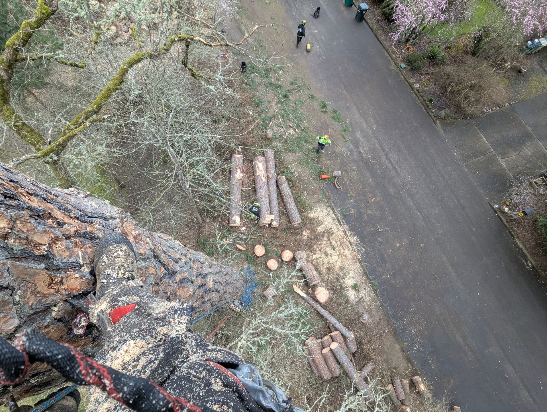 Top-down view of tree work with cut logs and branches beside a paved path and road