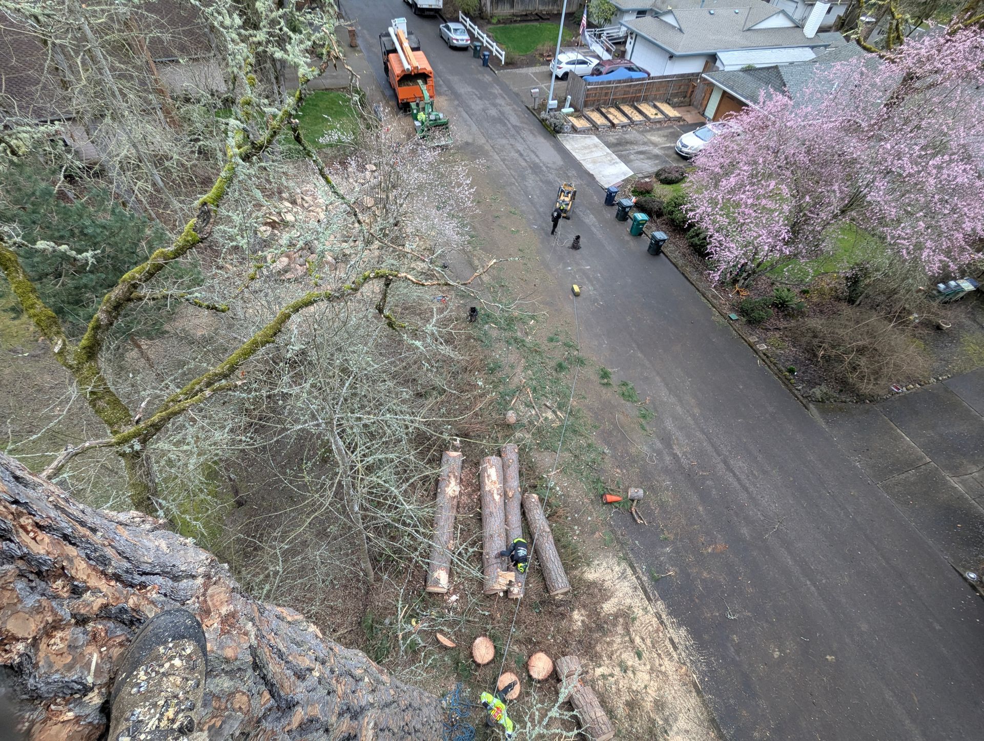 Aerial view of a wooded hillside with cut logs beside a dirt road and blooming pink trees.