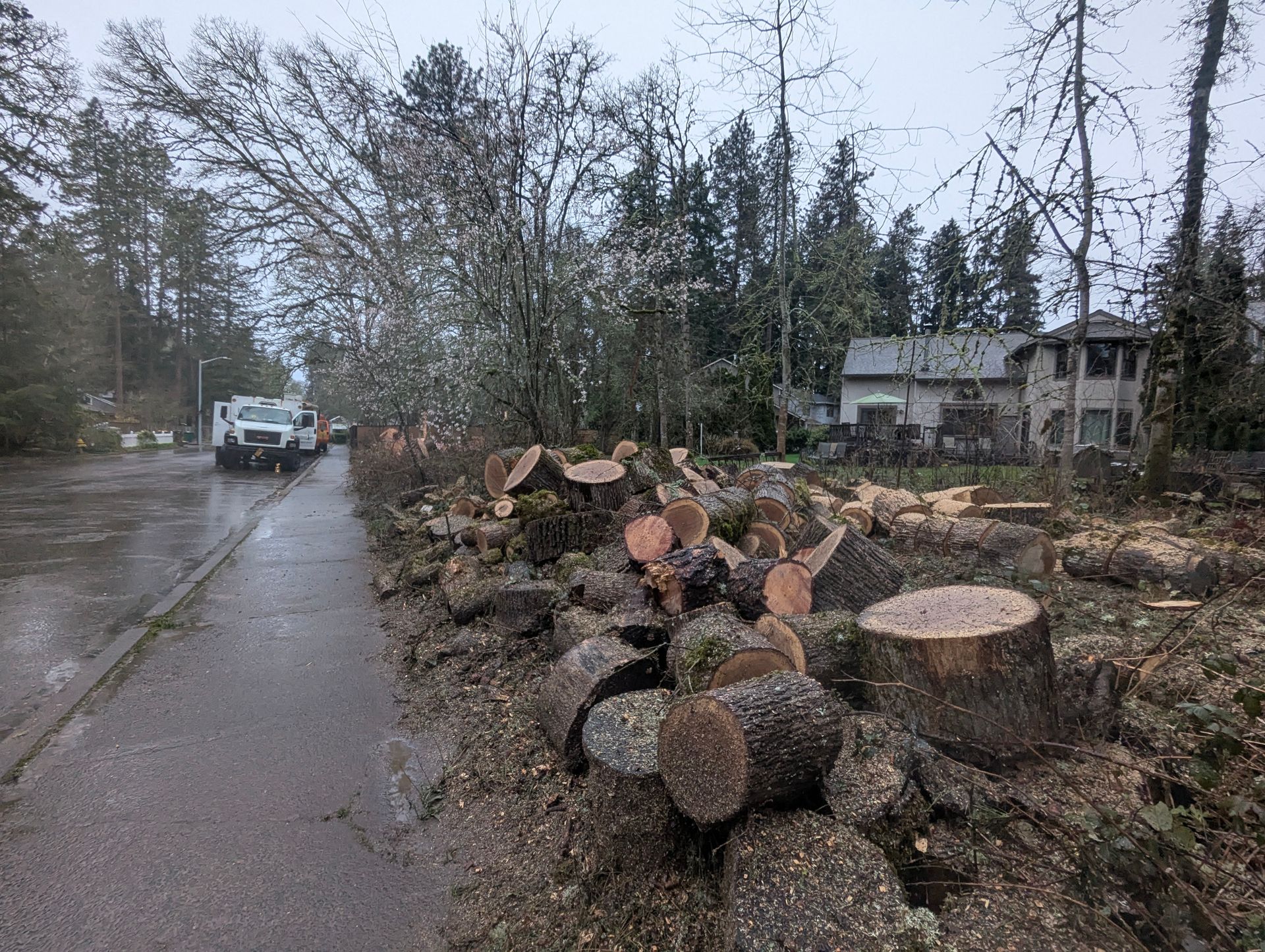 Storm-damaged roadside with a pile of cut logs beside a wet, tree-lined street